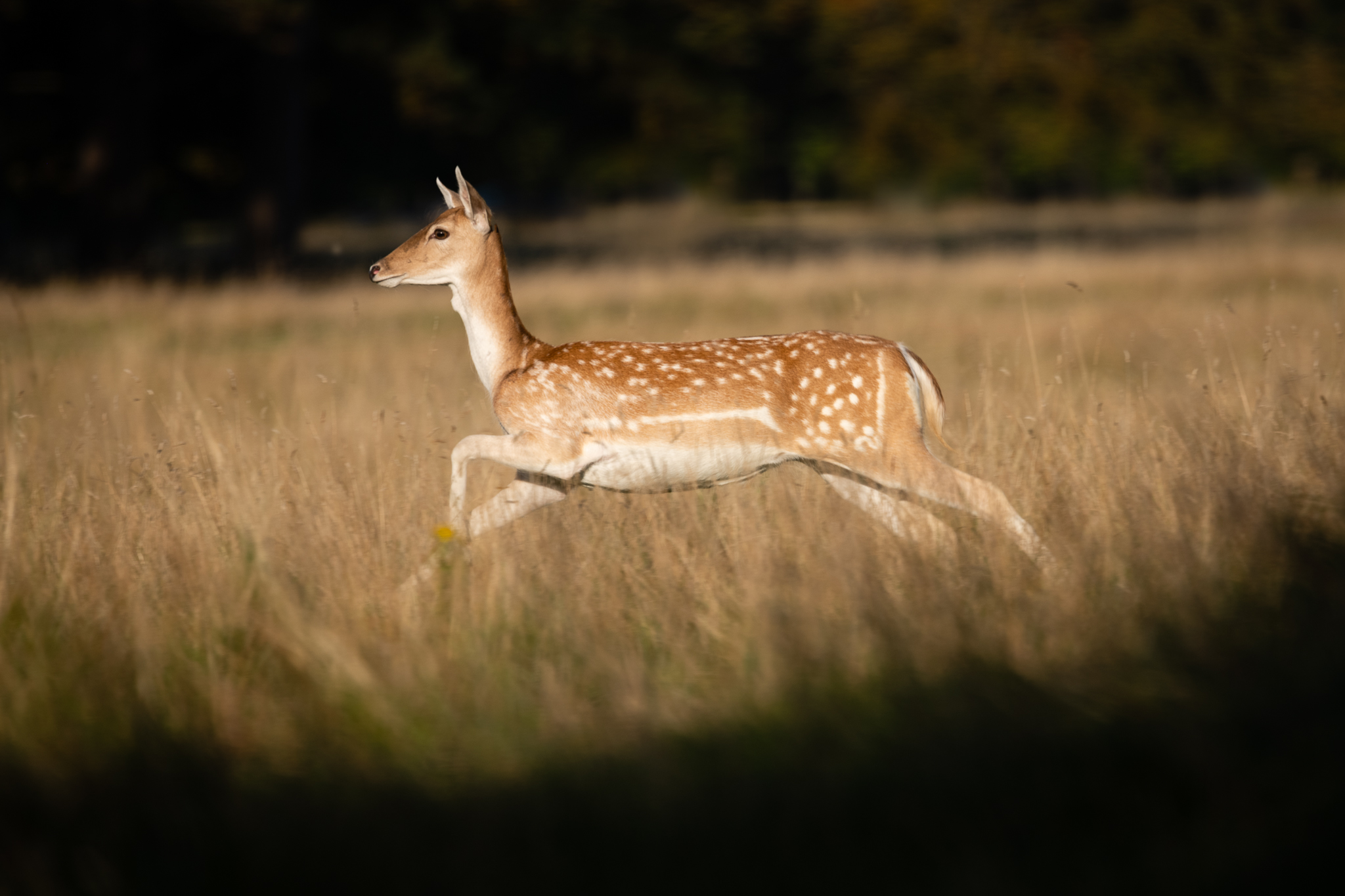 Lady fallow deer