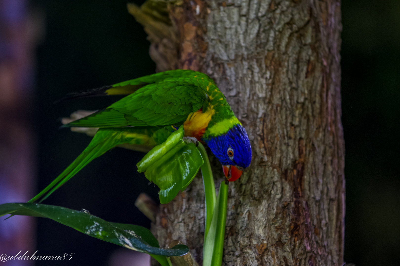 Rainbow Lorikeet