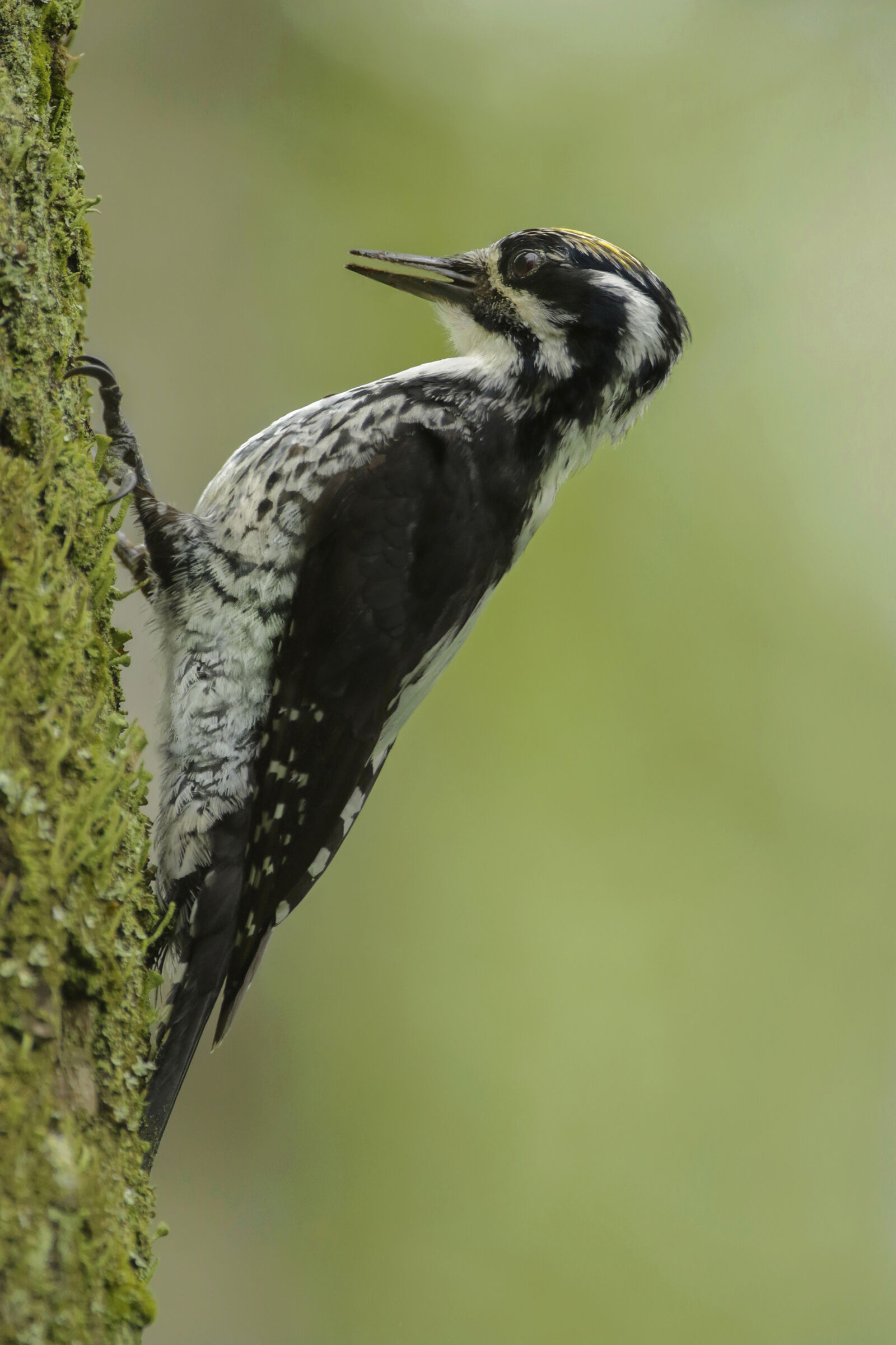 woodpecker tridactyl