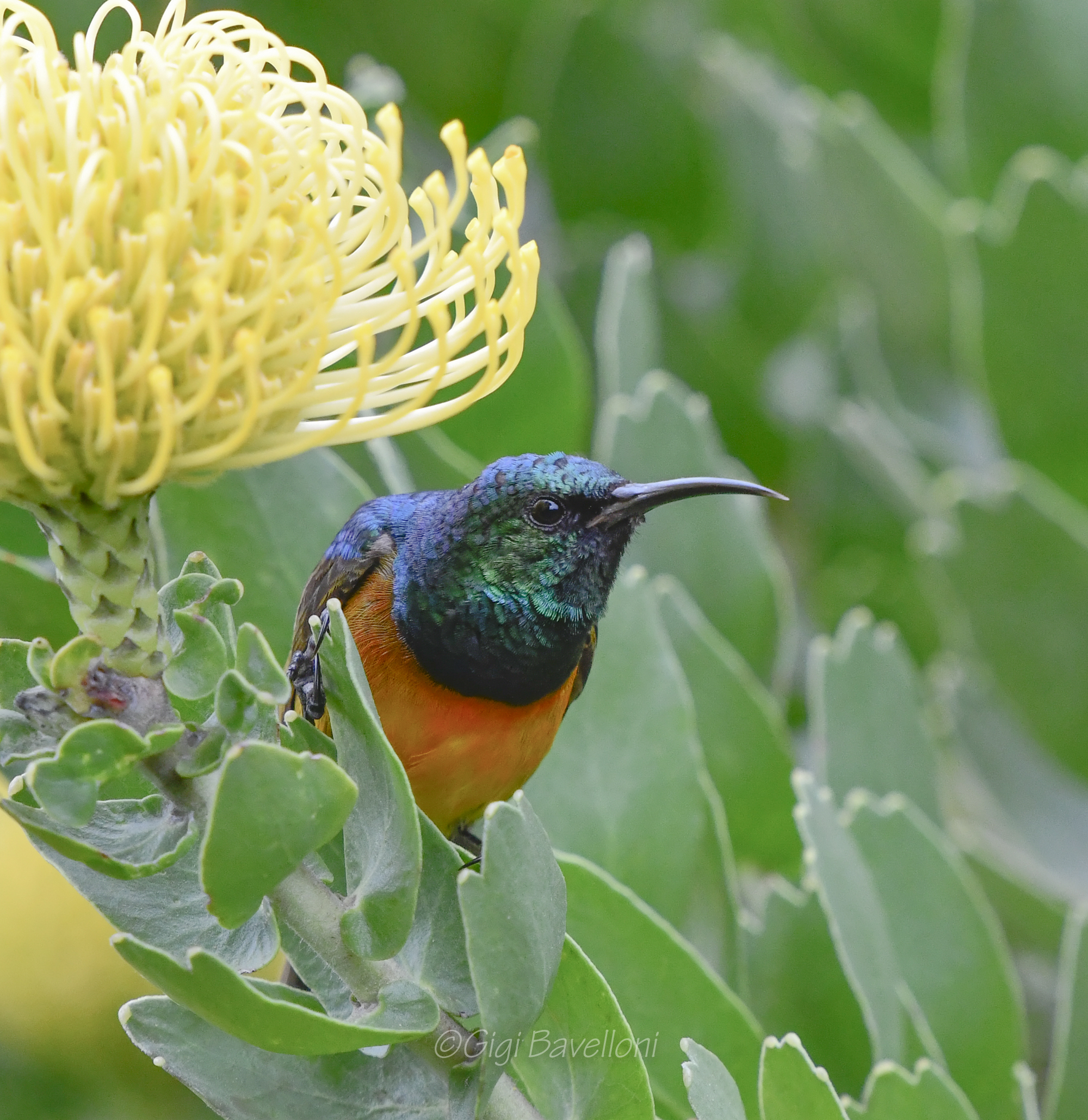 nettarina ventrearancio