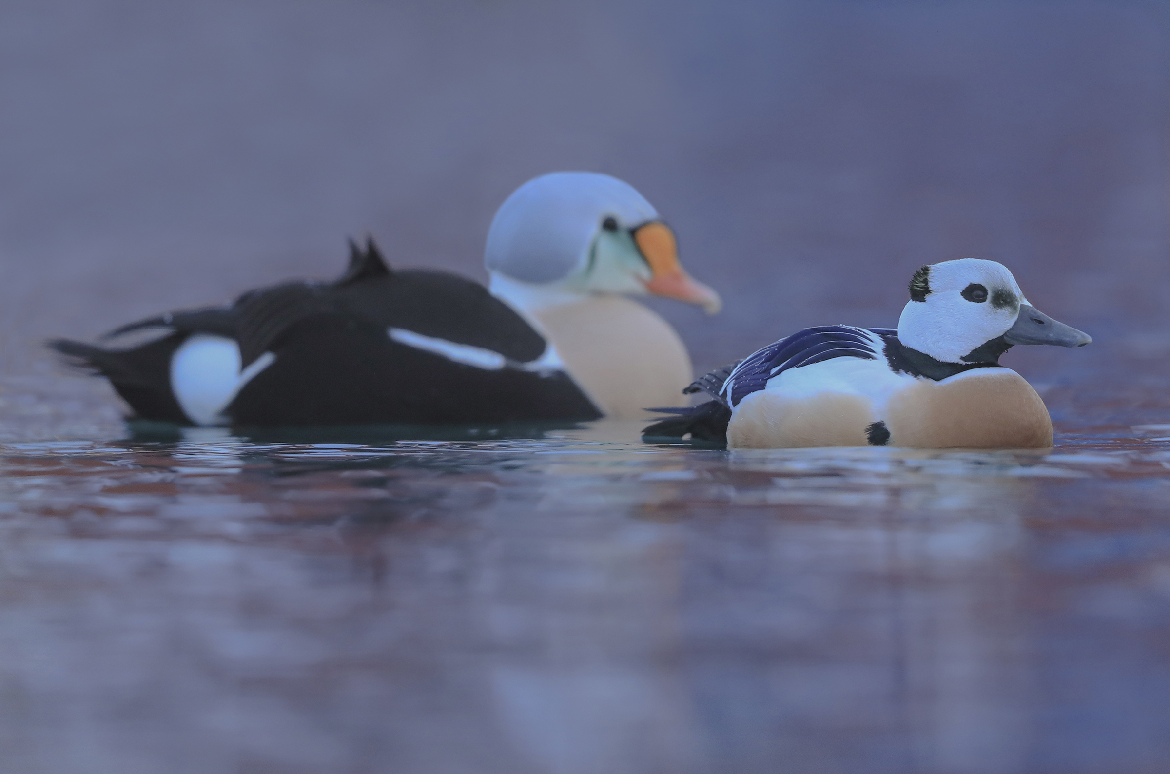 eider of steller with king of eiders