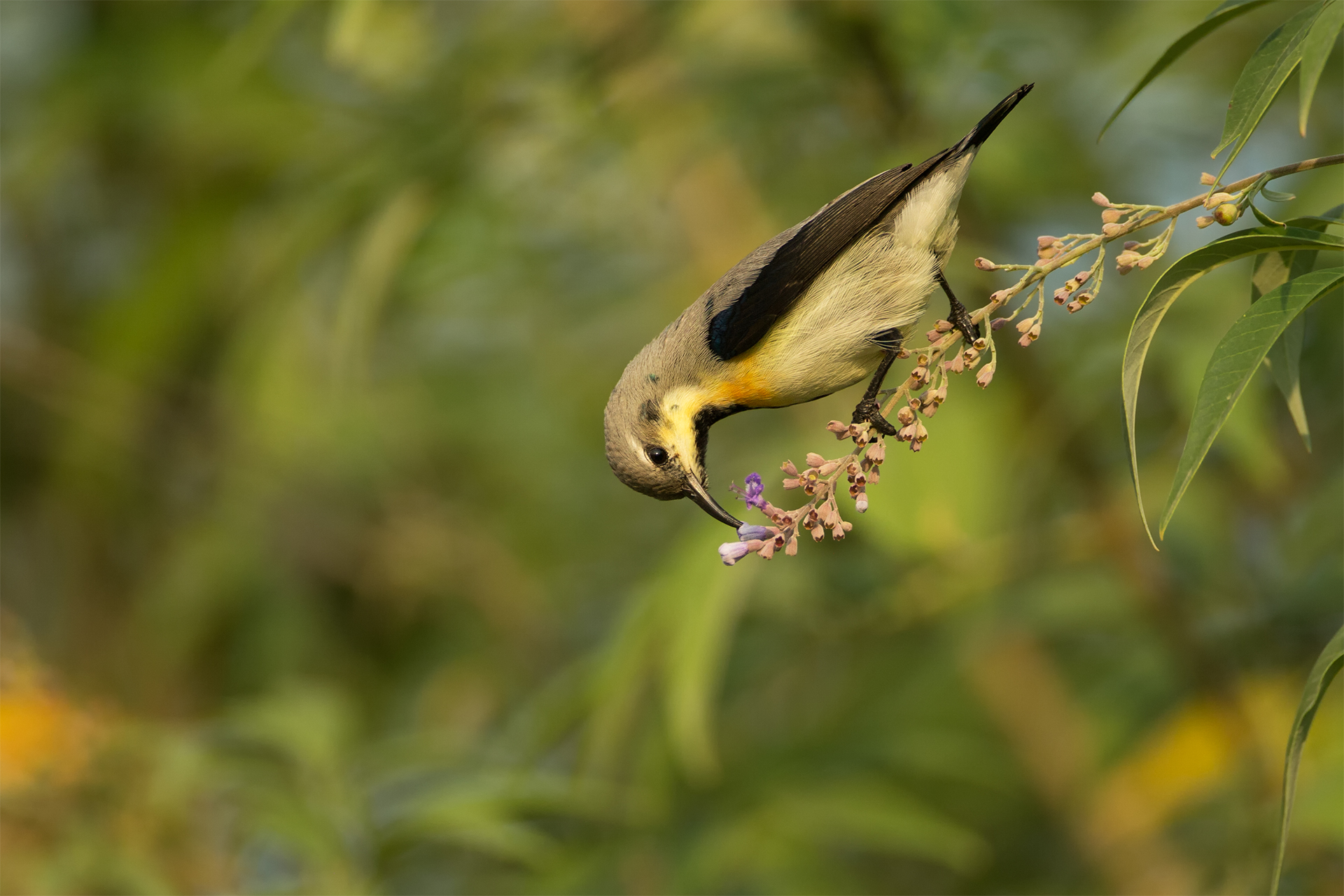 Cinnyris asiaticus (Purple sunbird)