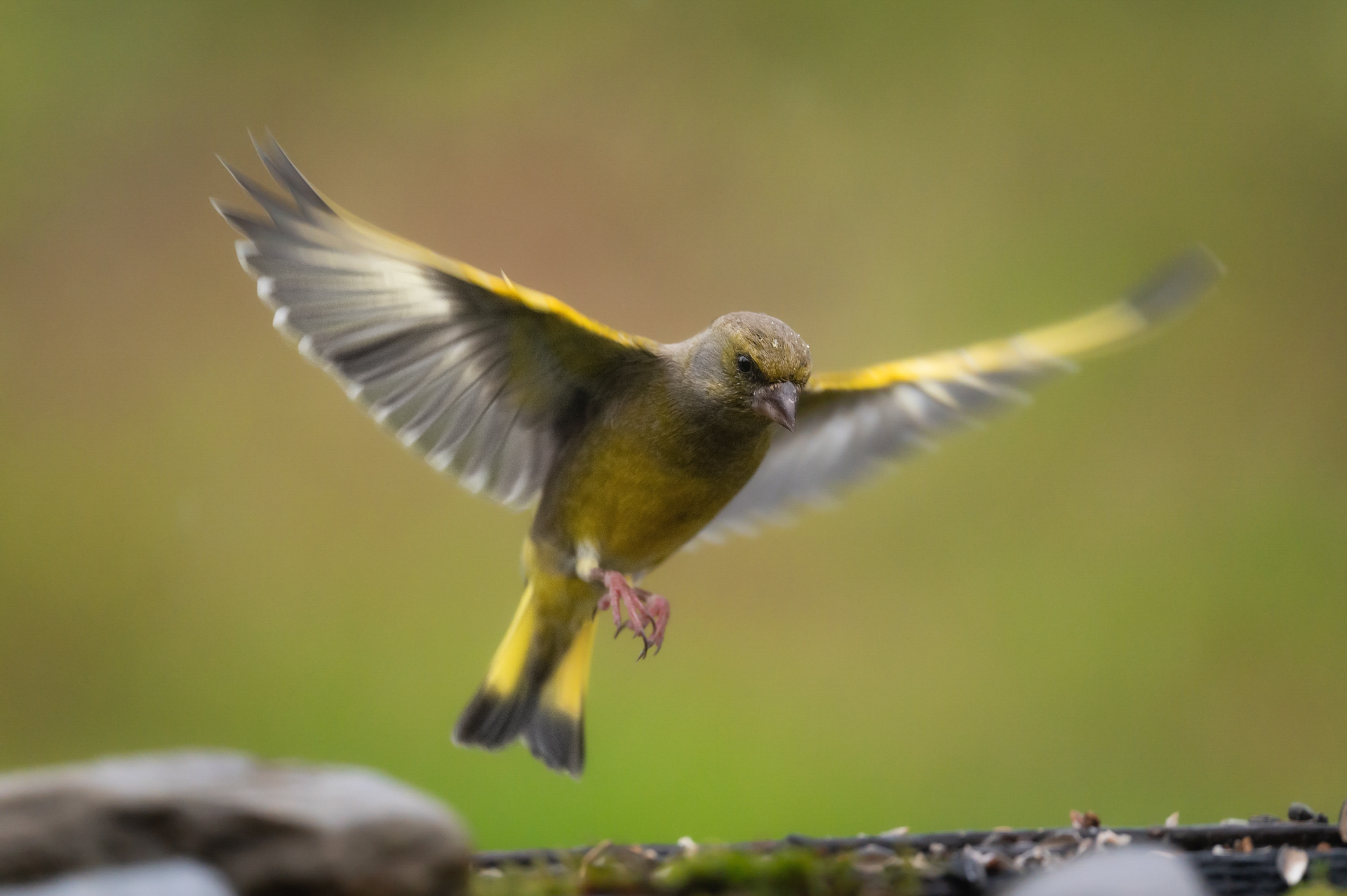 Verdone in atterraggio