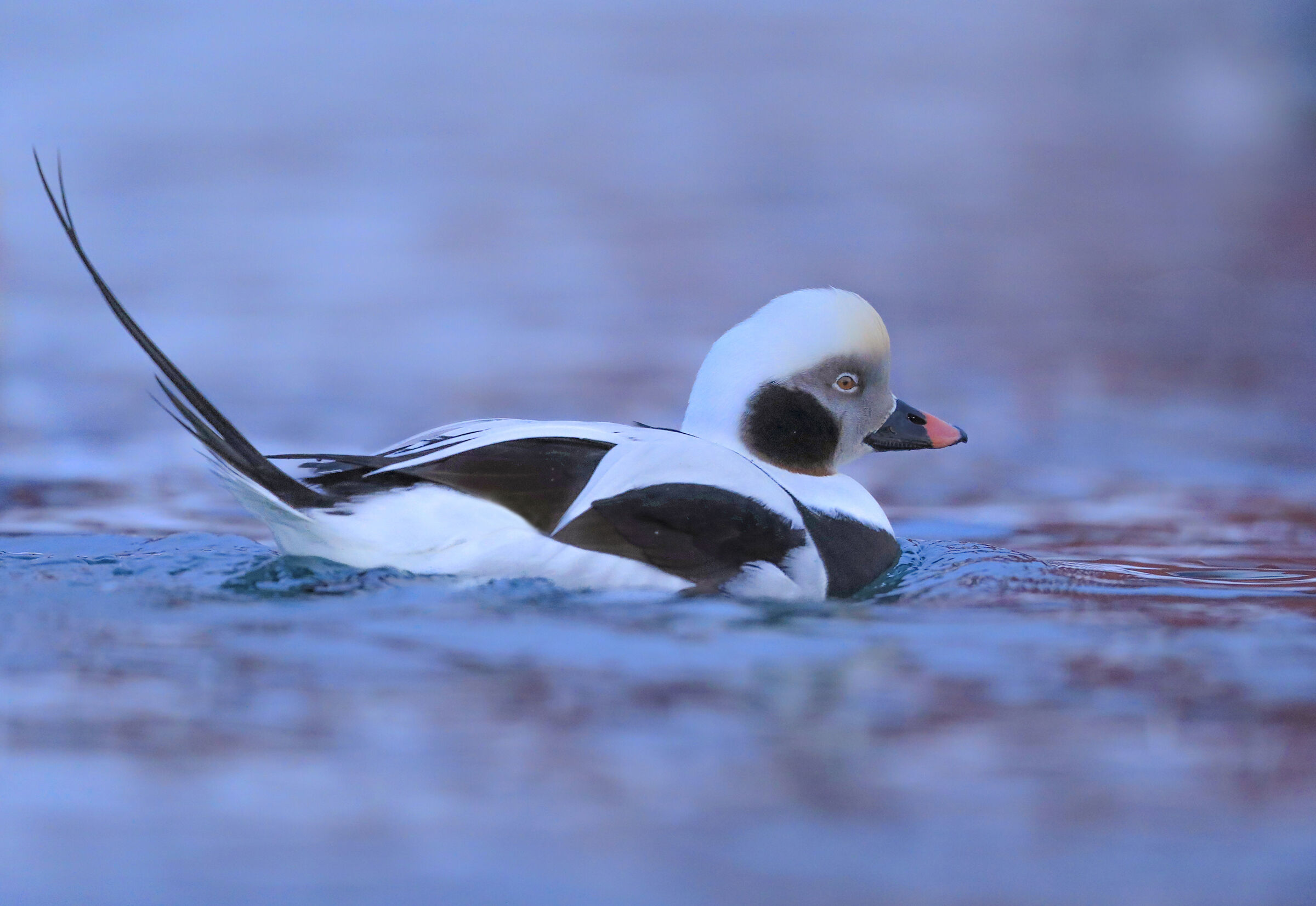 Male codona morettain winter dress