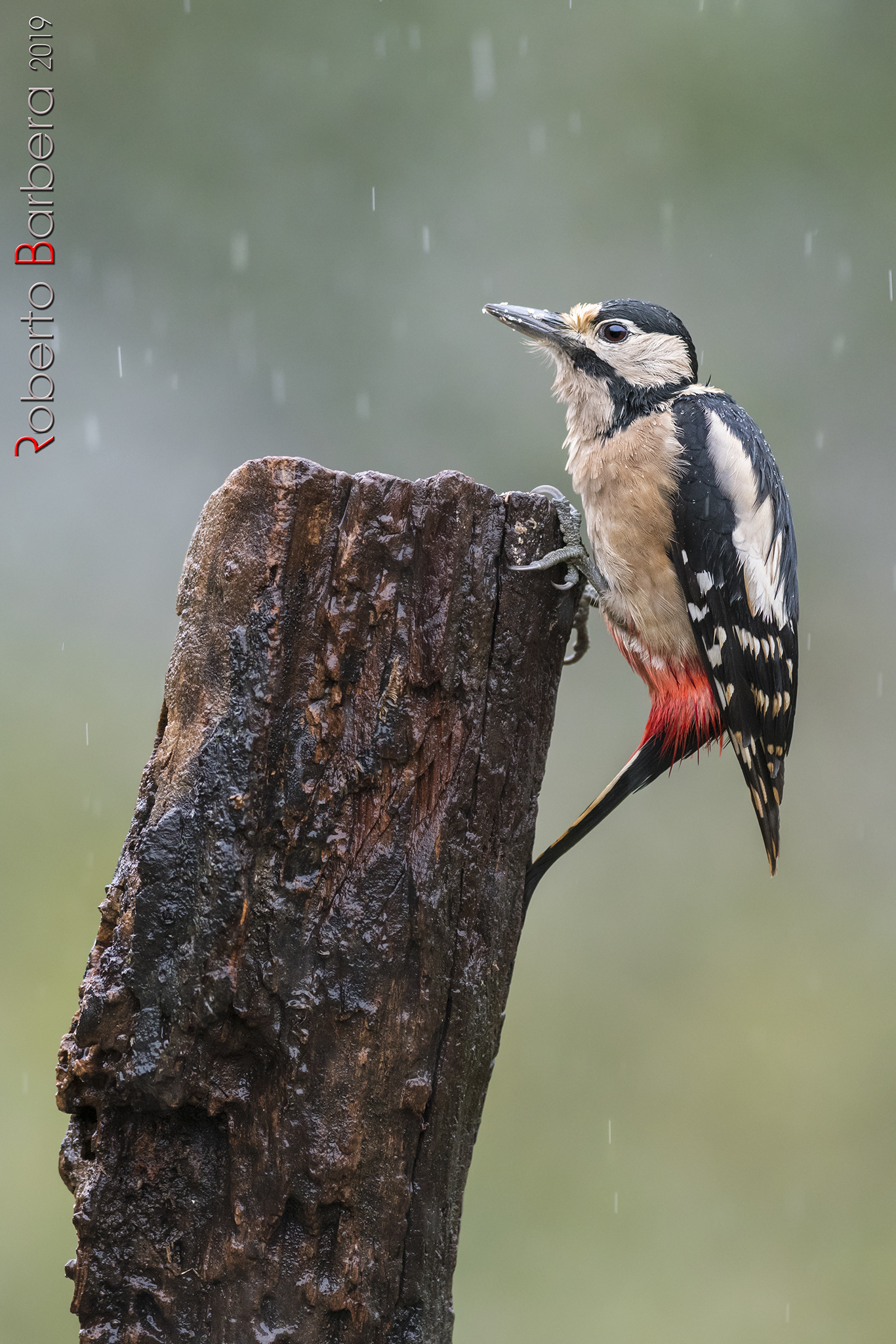 Major Red Peak in the Rain