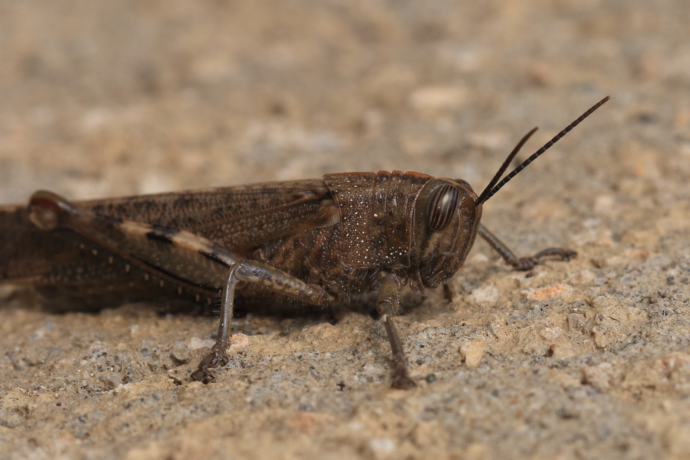 Cavalletta in Valle Imagna (dettaglio)
