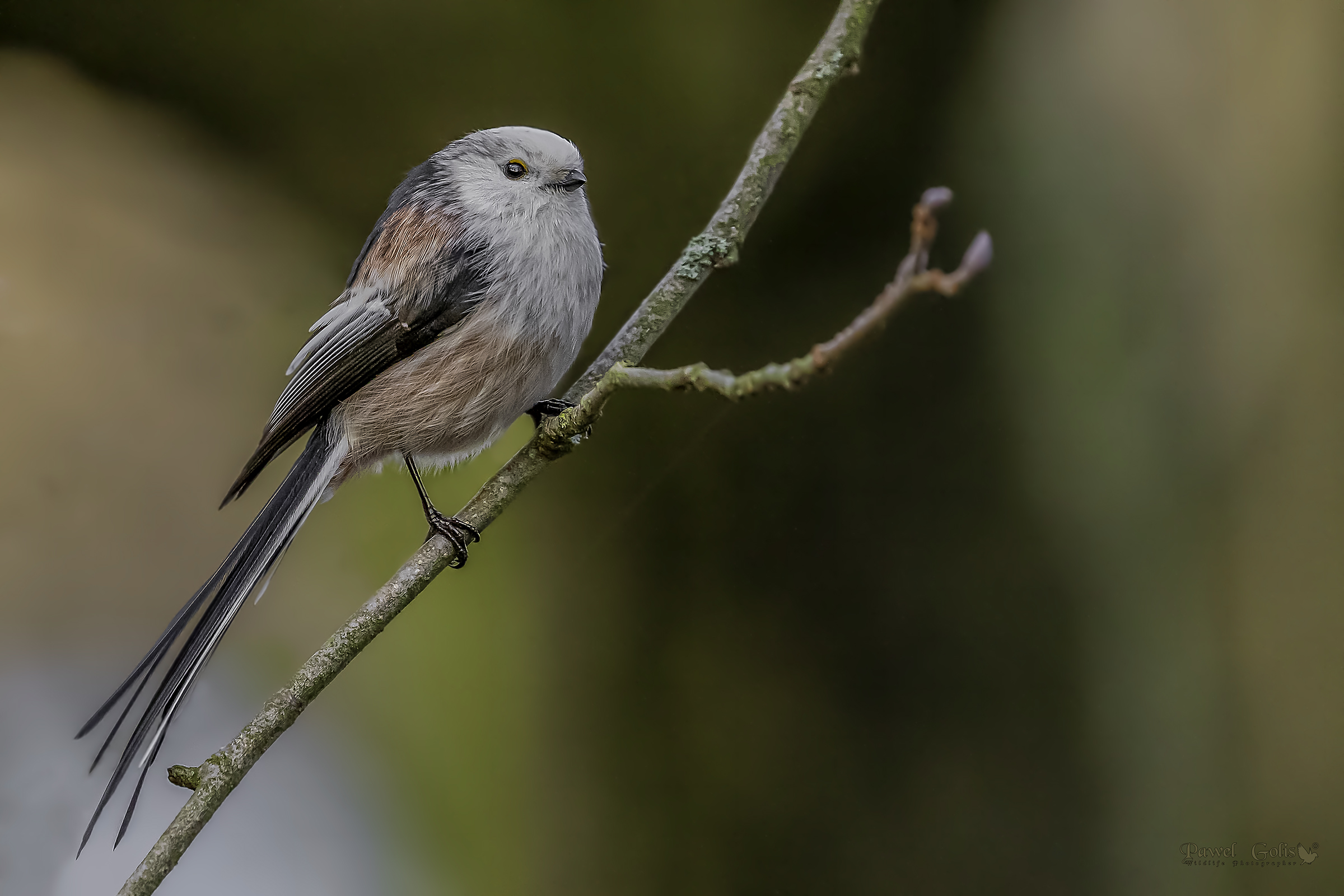 Bushtit dalla coda lunga (Aegithalos caudatus)