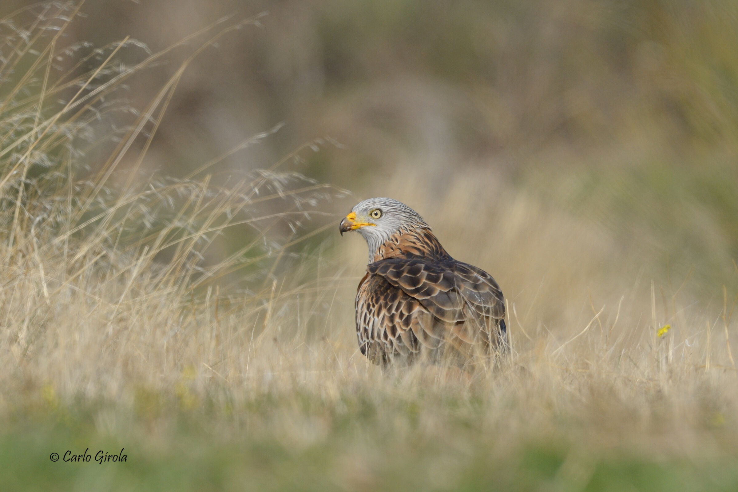 Nibbio reale (Milvus milvus)