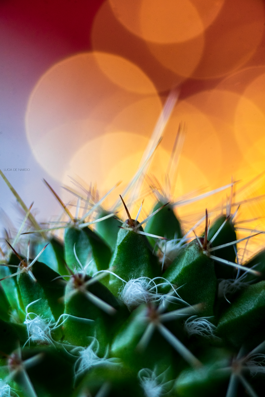 Cactus and Christmas lights in the background. Test with TAI...