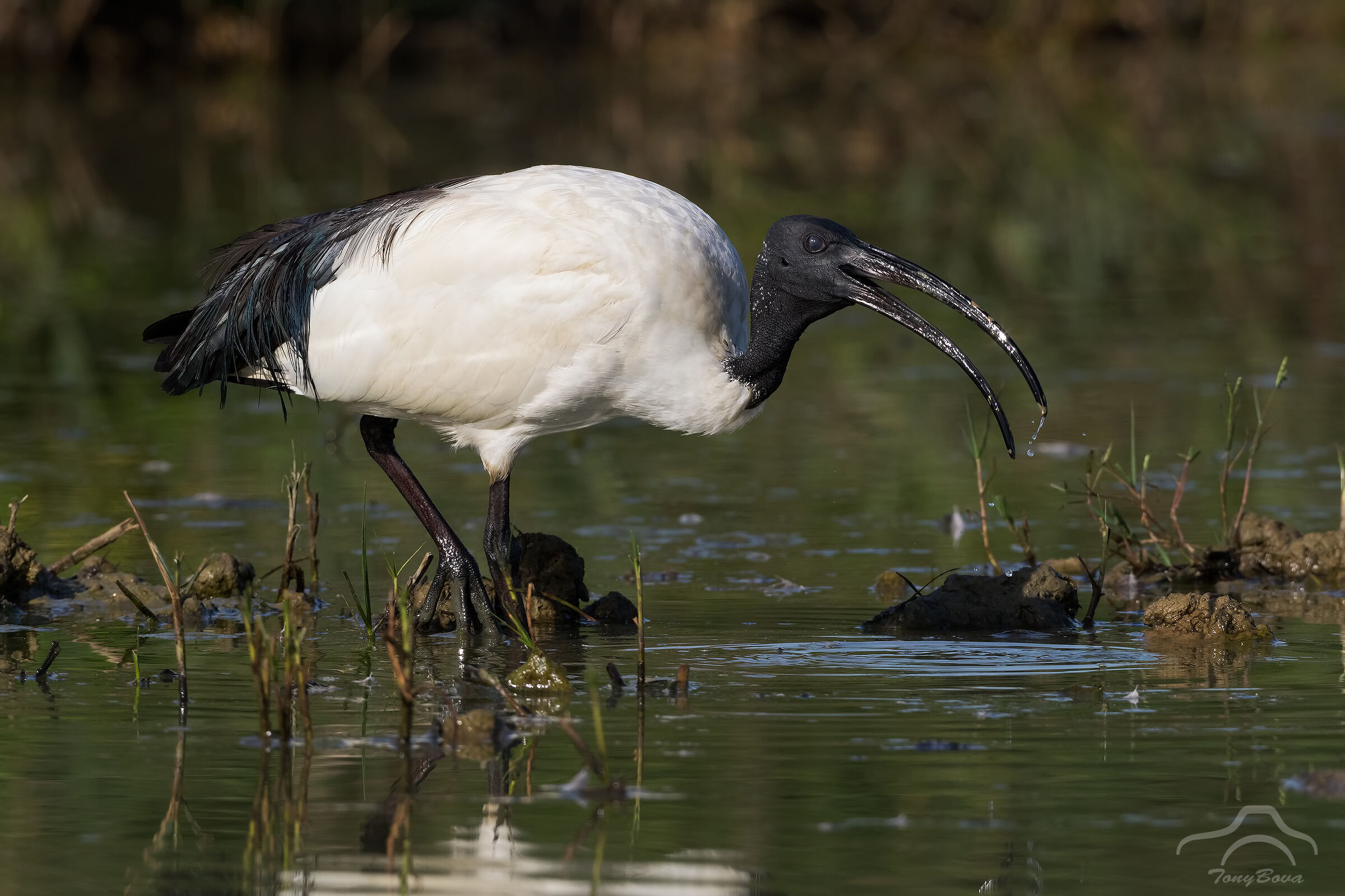 Threskiornis aethiopicus ...