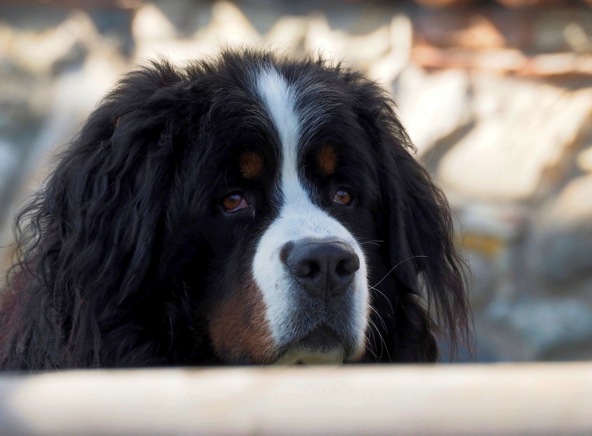 Dream of running free