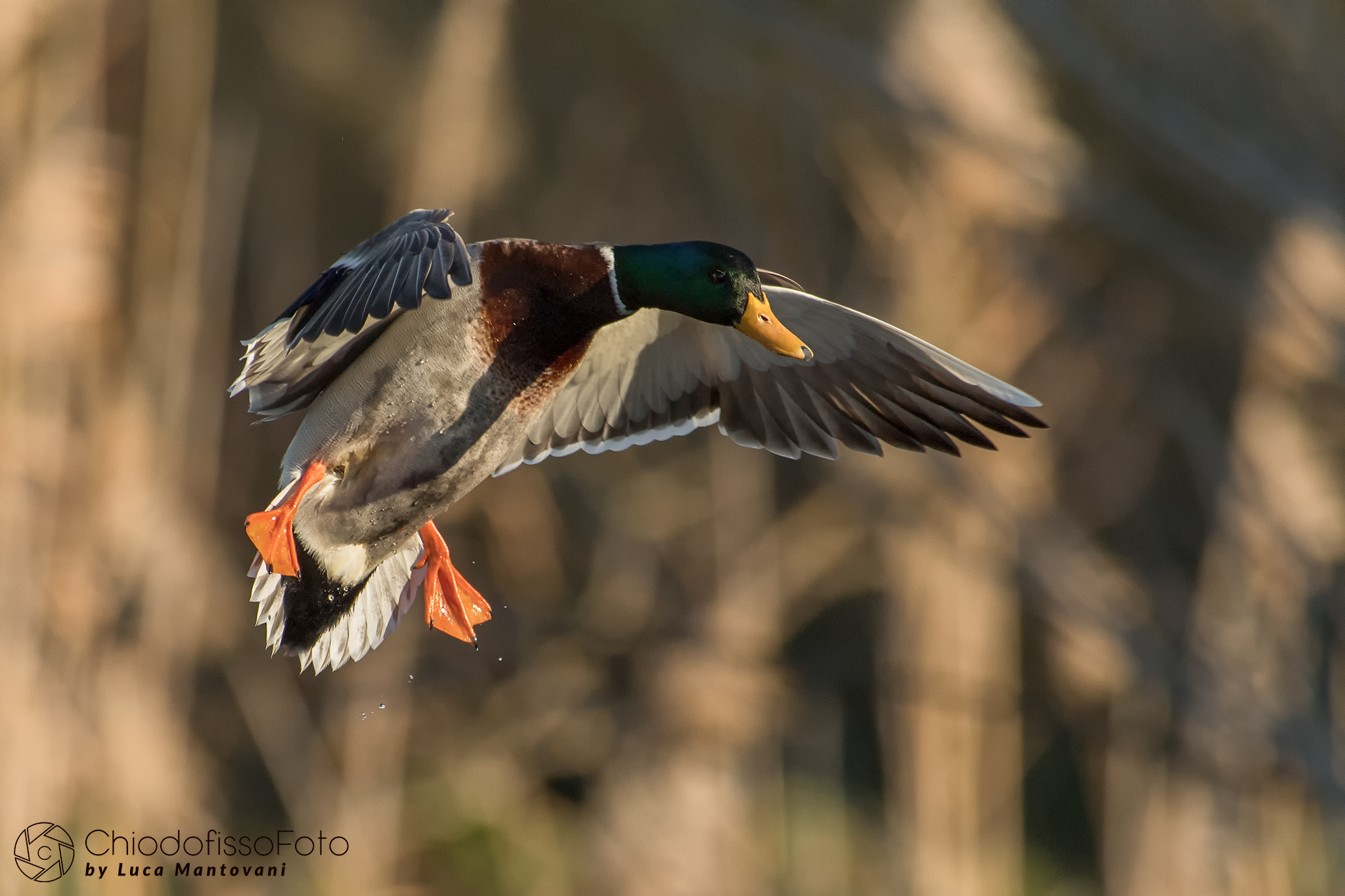 Il maschio Reale in arrivo...