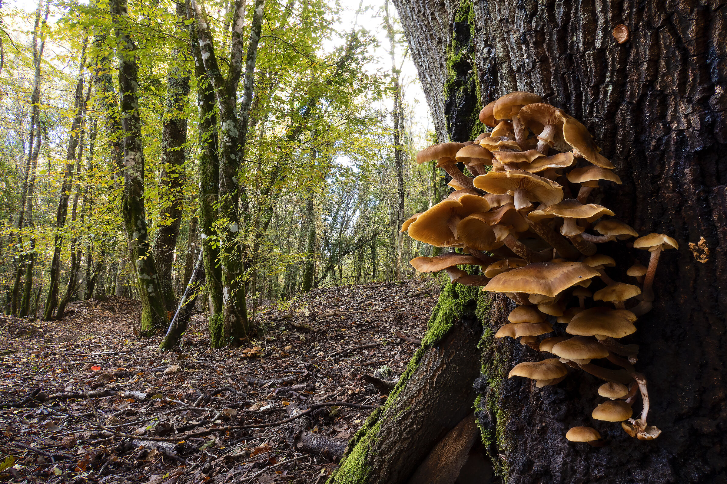 Armillariella Mellea