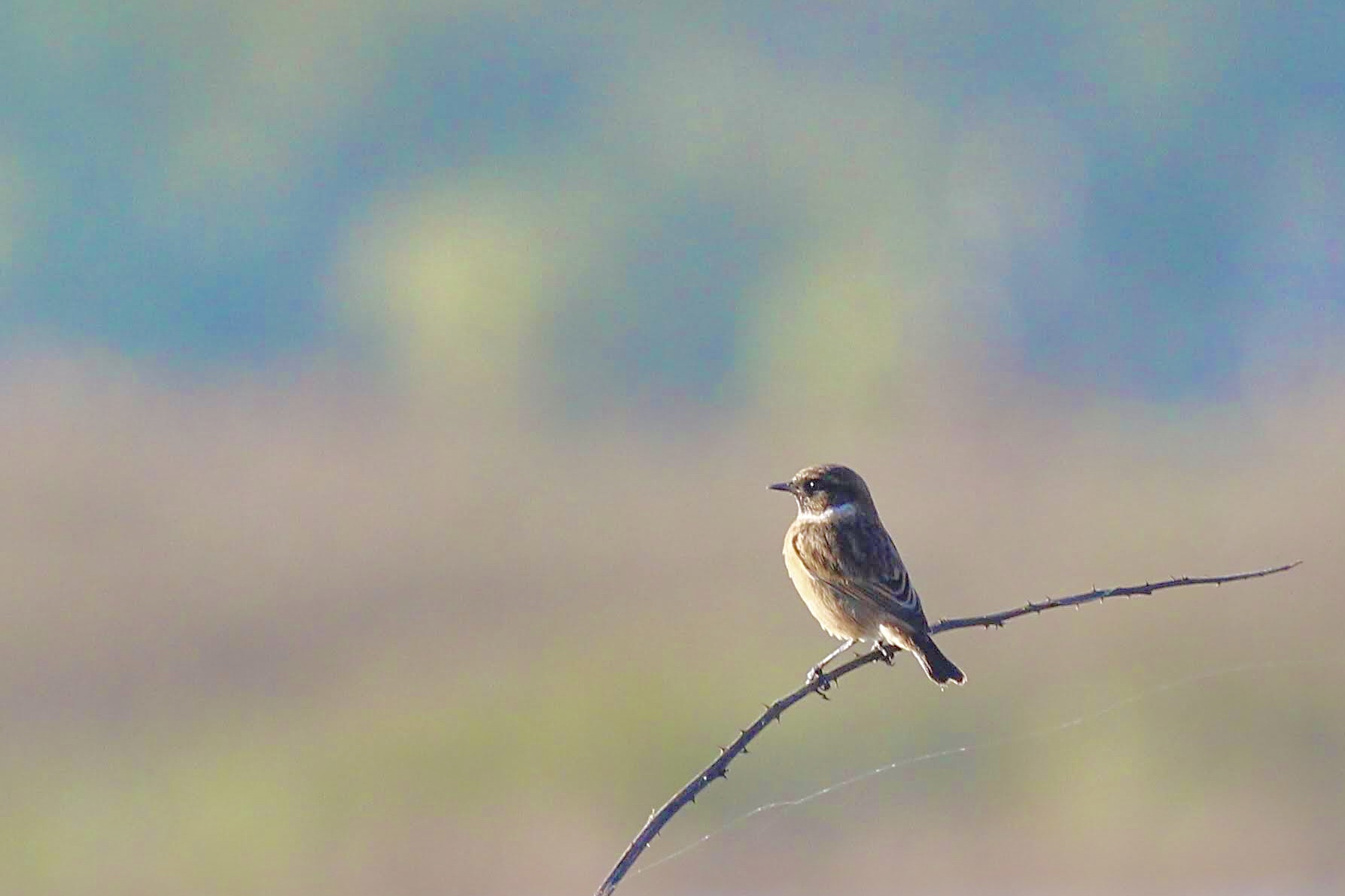 Saltimpalo - Saxicola torquata