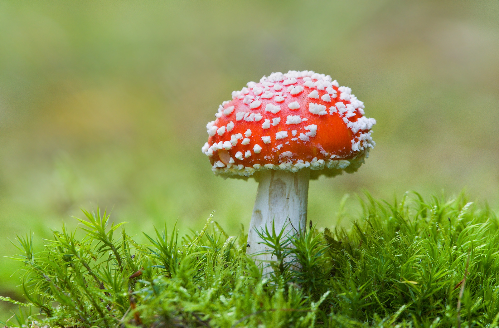 Amanita muscaria