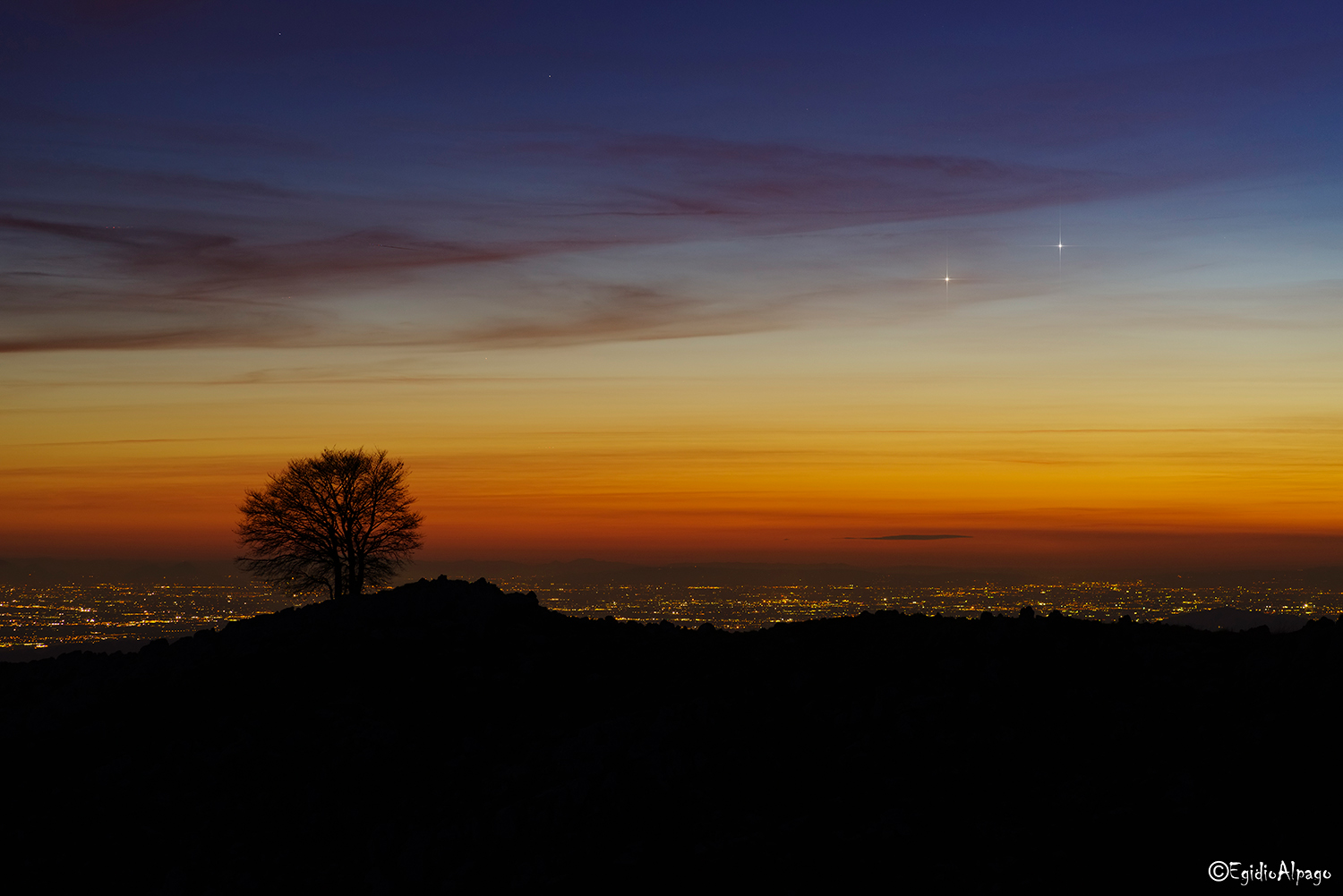L'albero e la congiunzione Giove-Venere