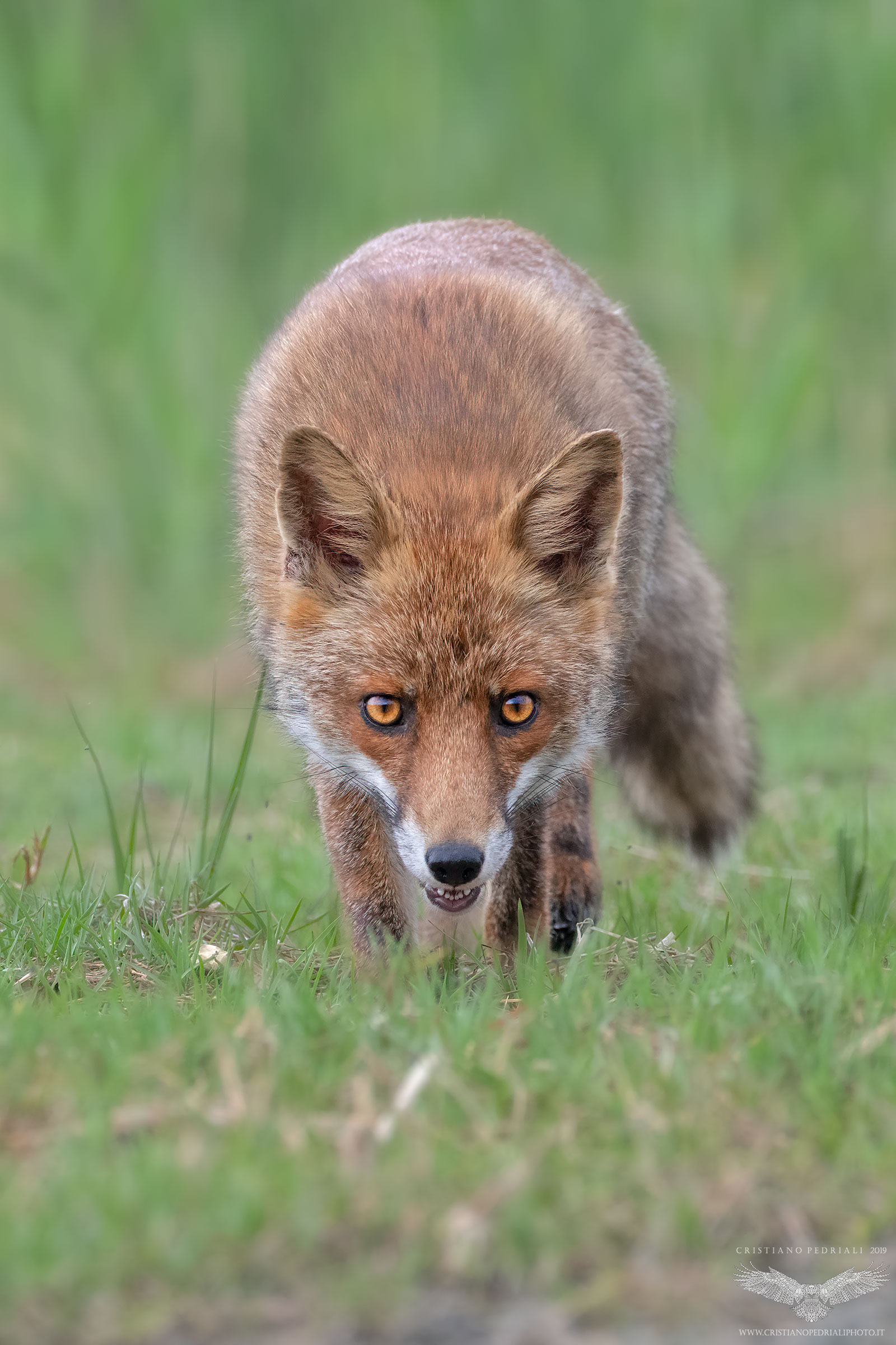 ::incrocio di sguardi::