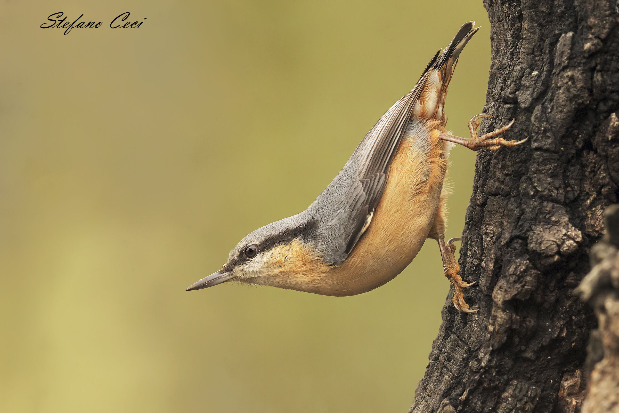 picchio muratore in posa classica