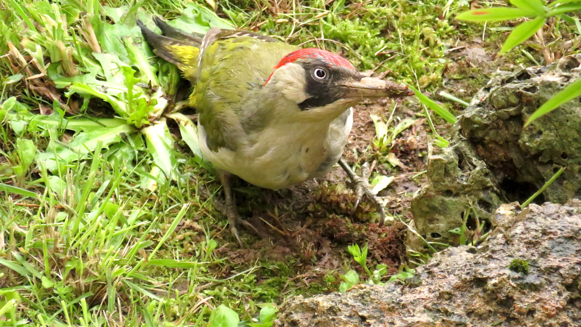 Green woodpecker