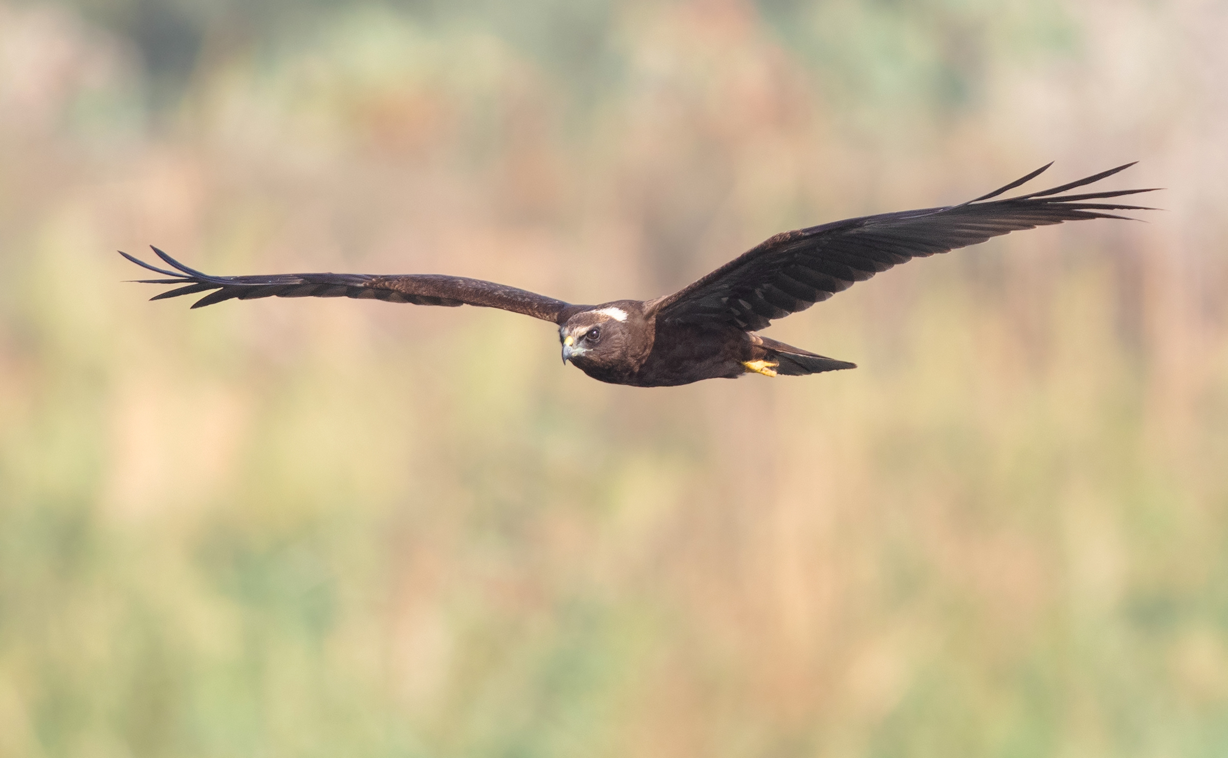 palude harrier