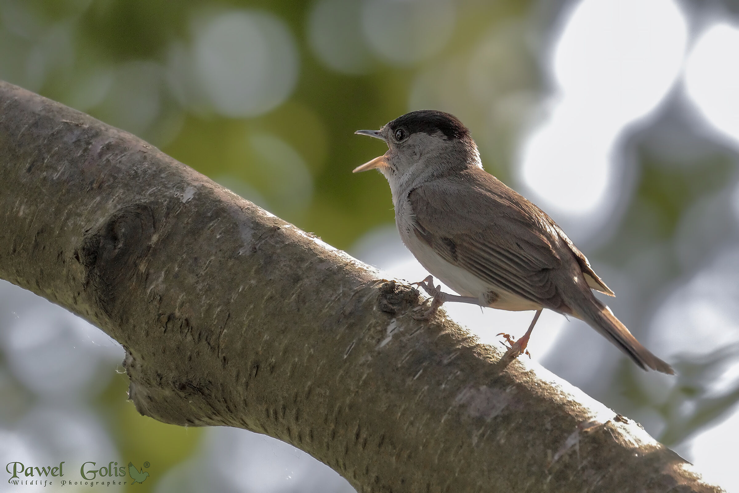 Berretto nero eurasiatico (Sylvia atricapilla)