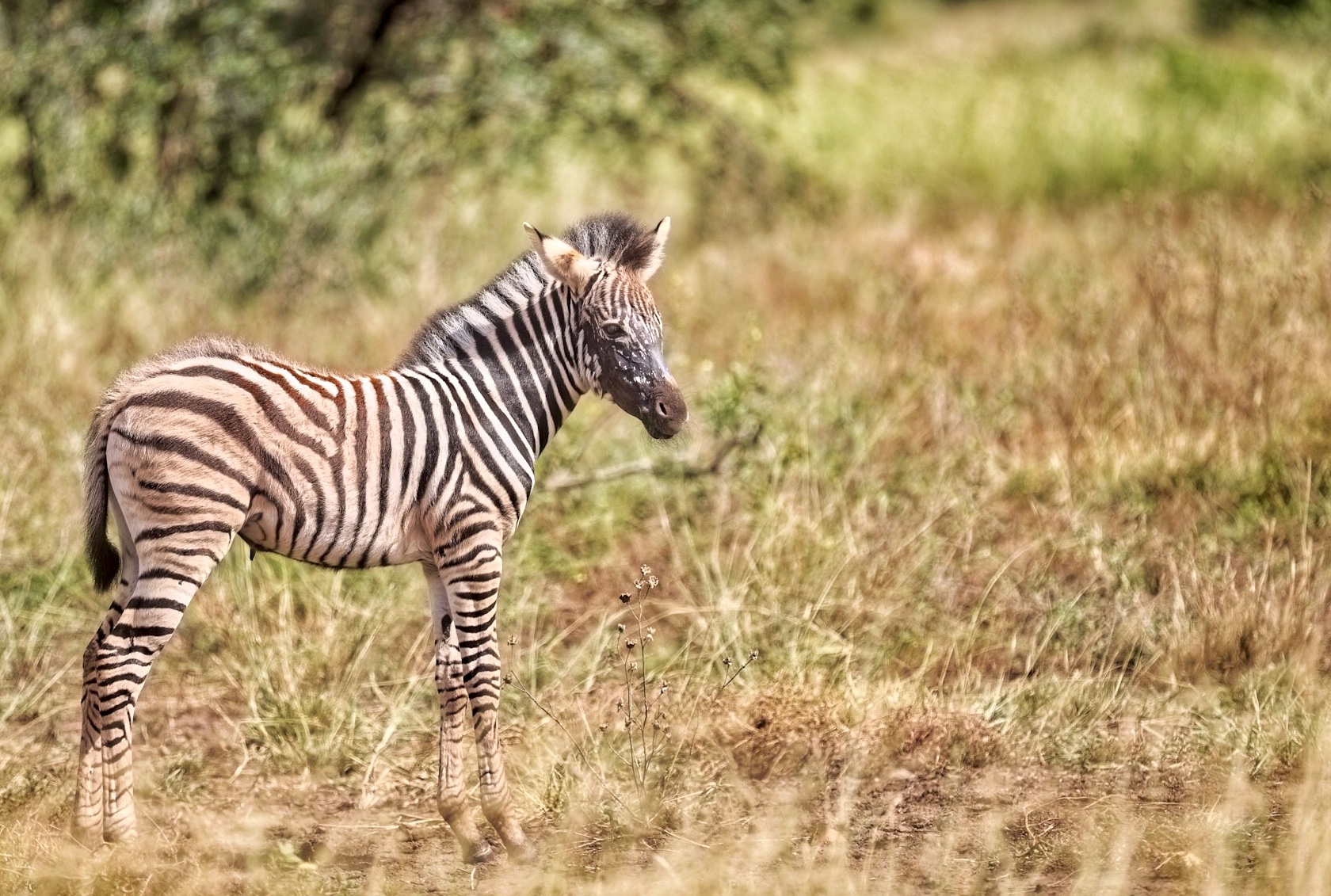 Young Zebra, New
