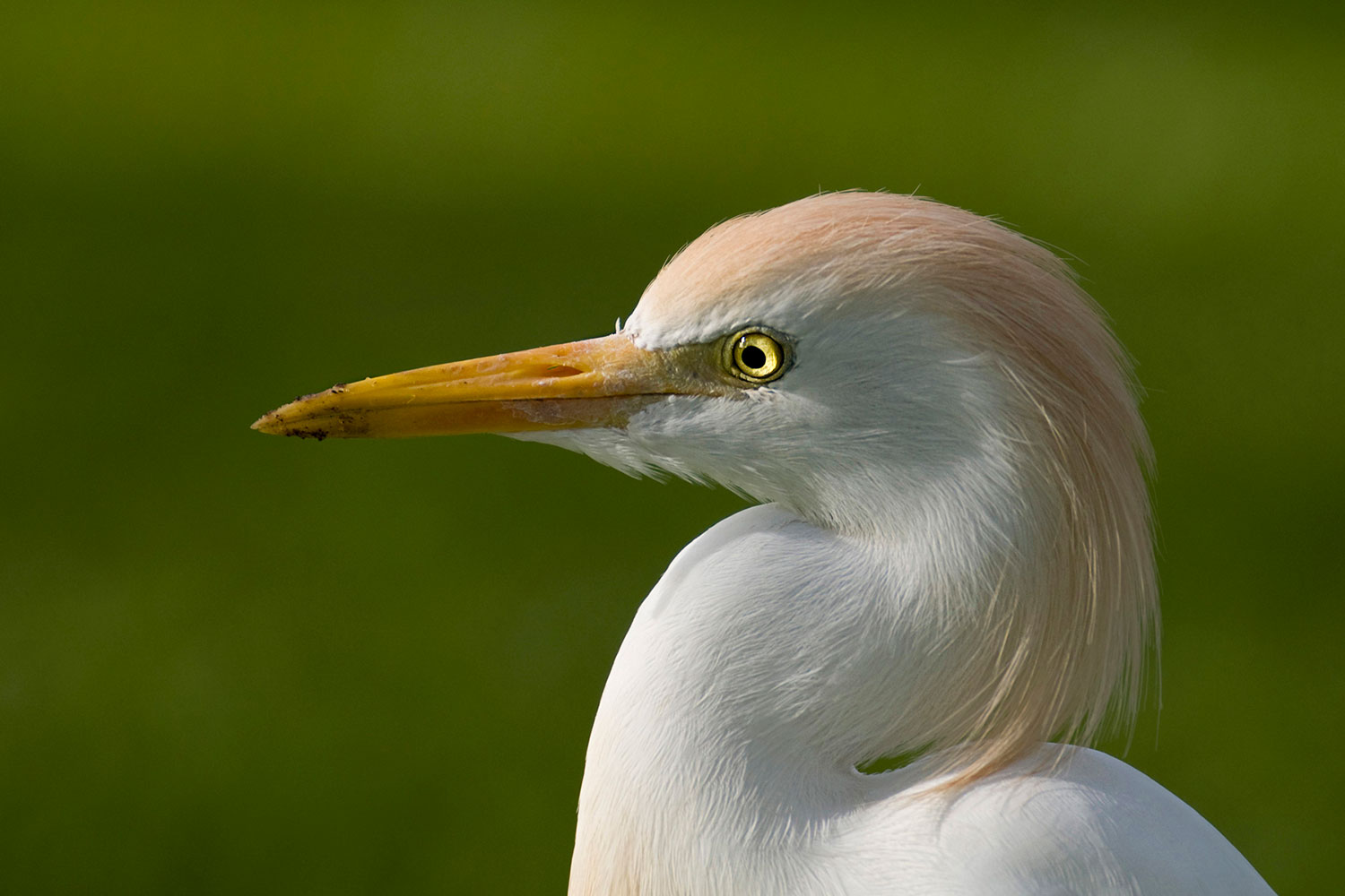 ritratto di Airone guardabuoi