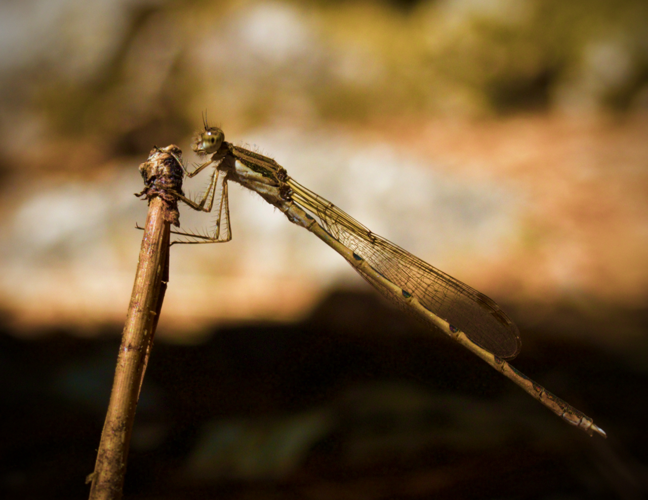 "Che hai da guardare?"