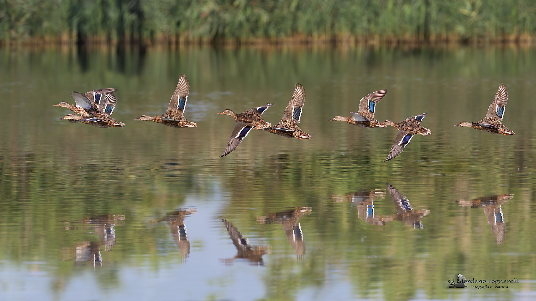 Germani reale in volo radente