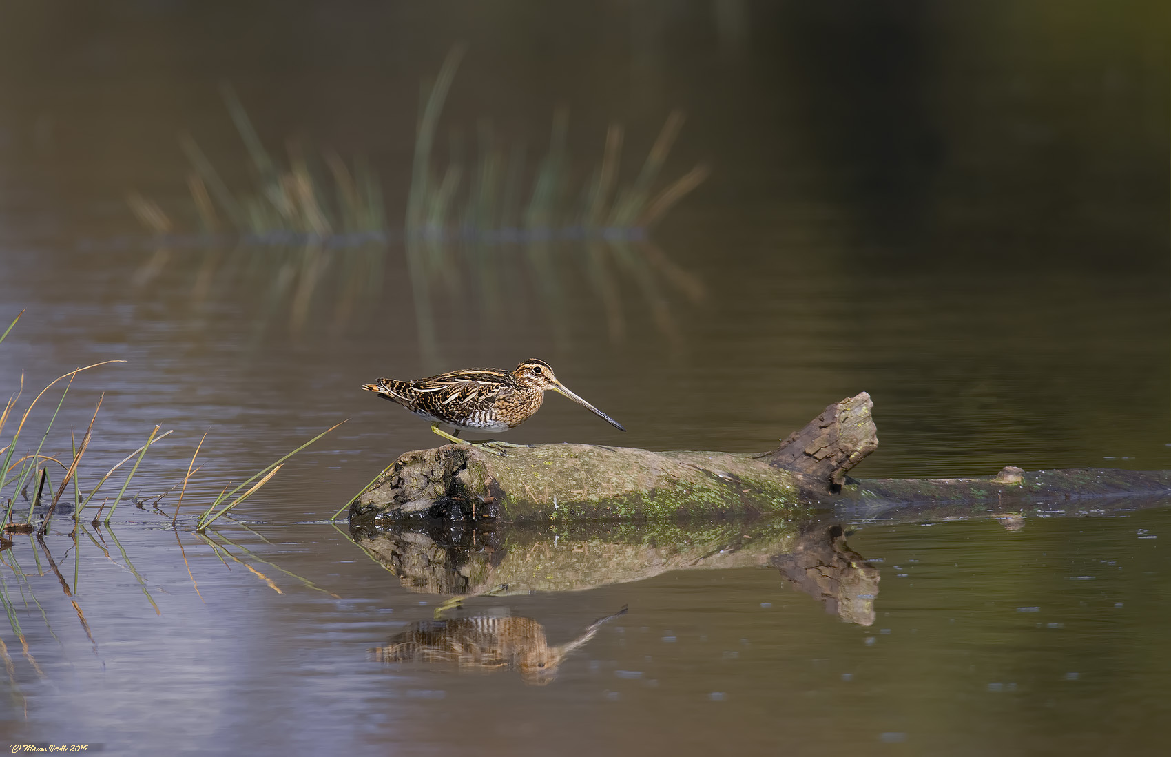 Snipe (Gallinago Gallinago)