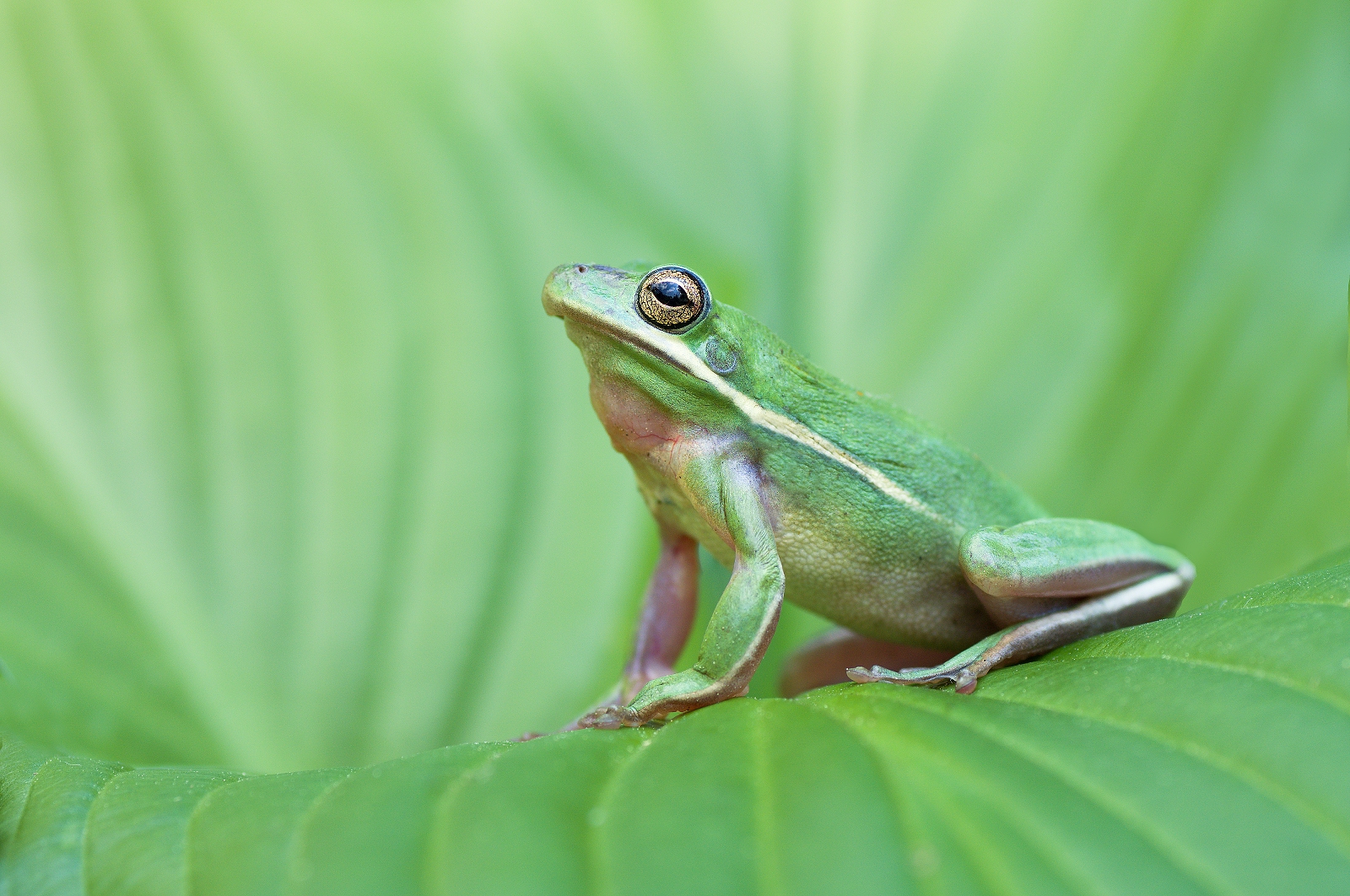 Pseudacris cadaverina