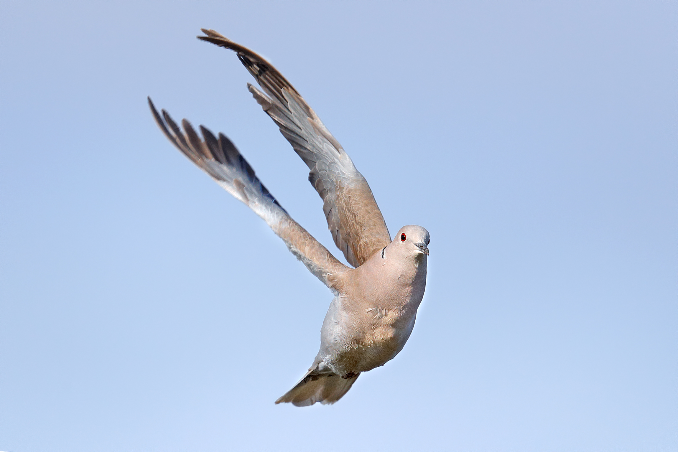 Eastern collared Tortora