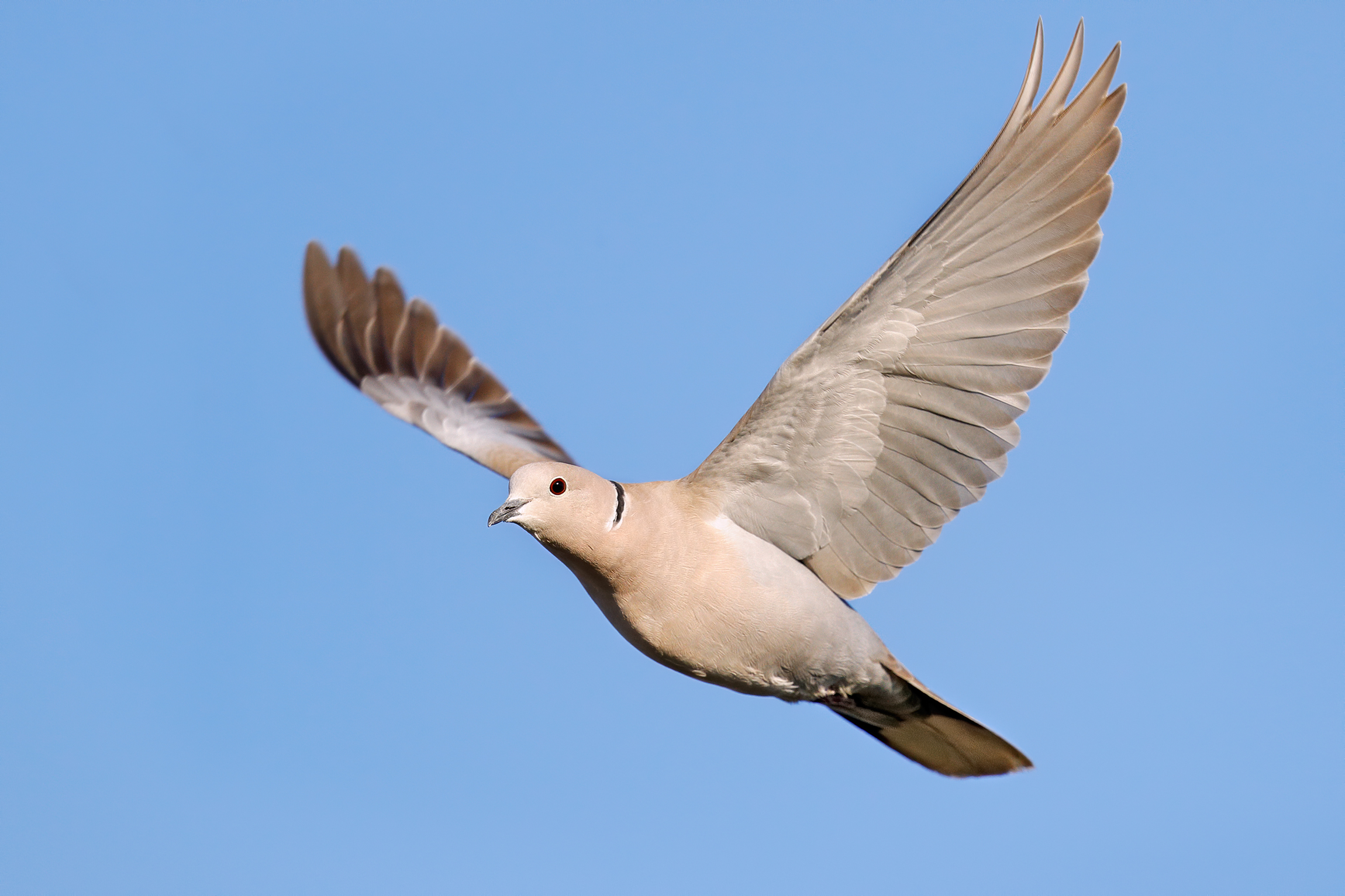 Eastern collared Tortora