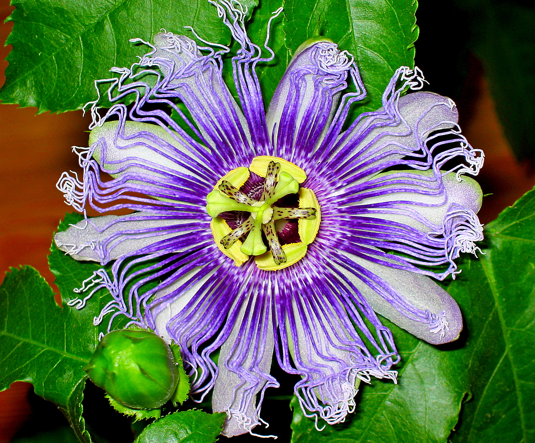 Passiflora 1