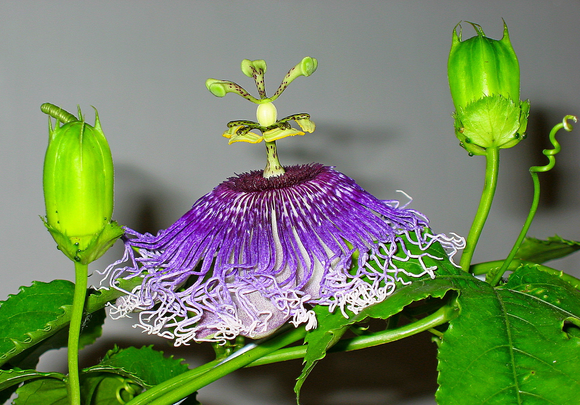Passiflora 2