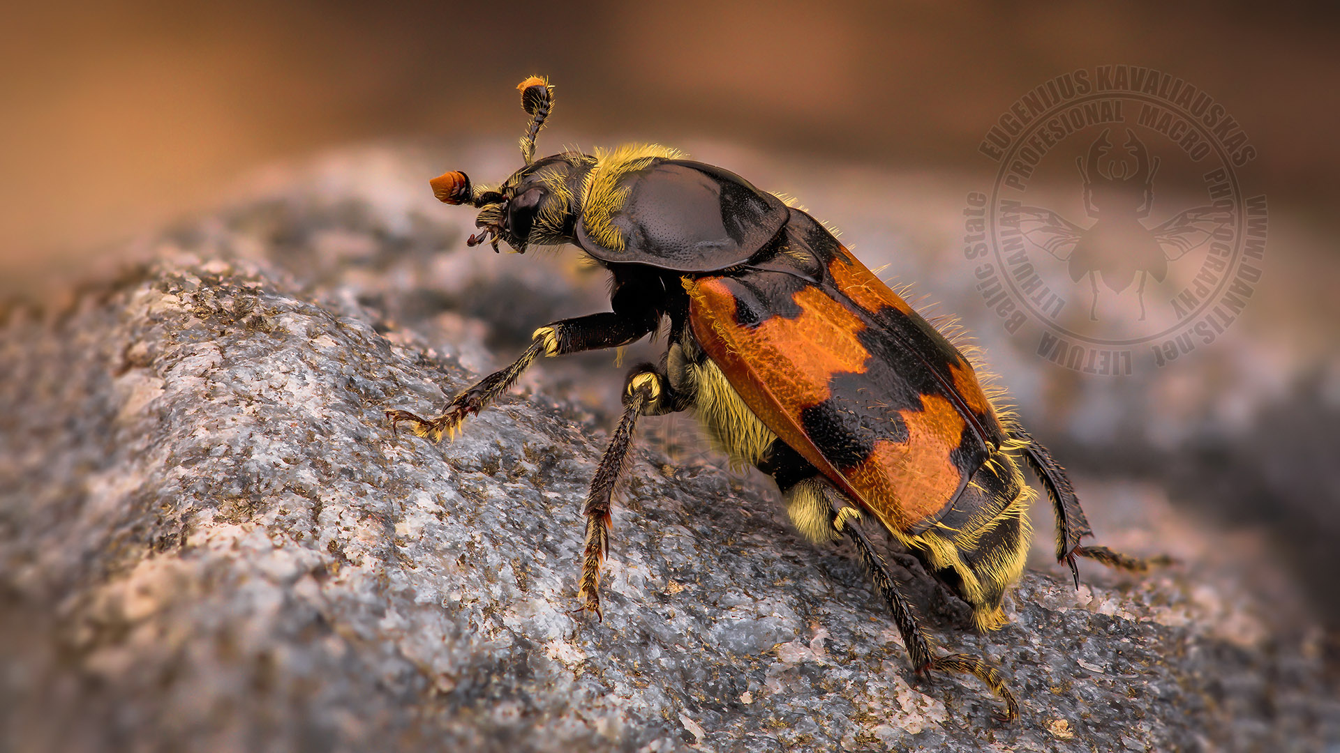 Nicrophorus vespillo