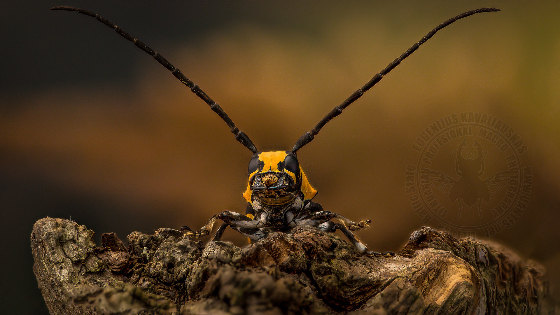 Tragocephala jucunda