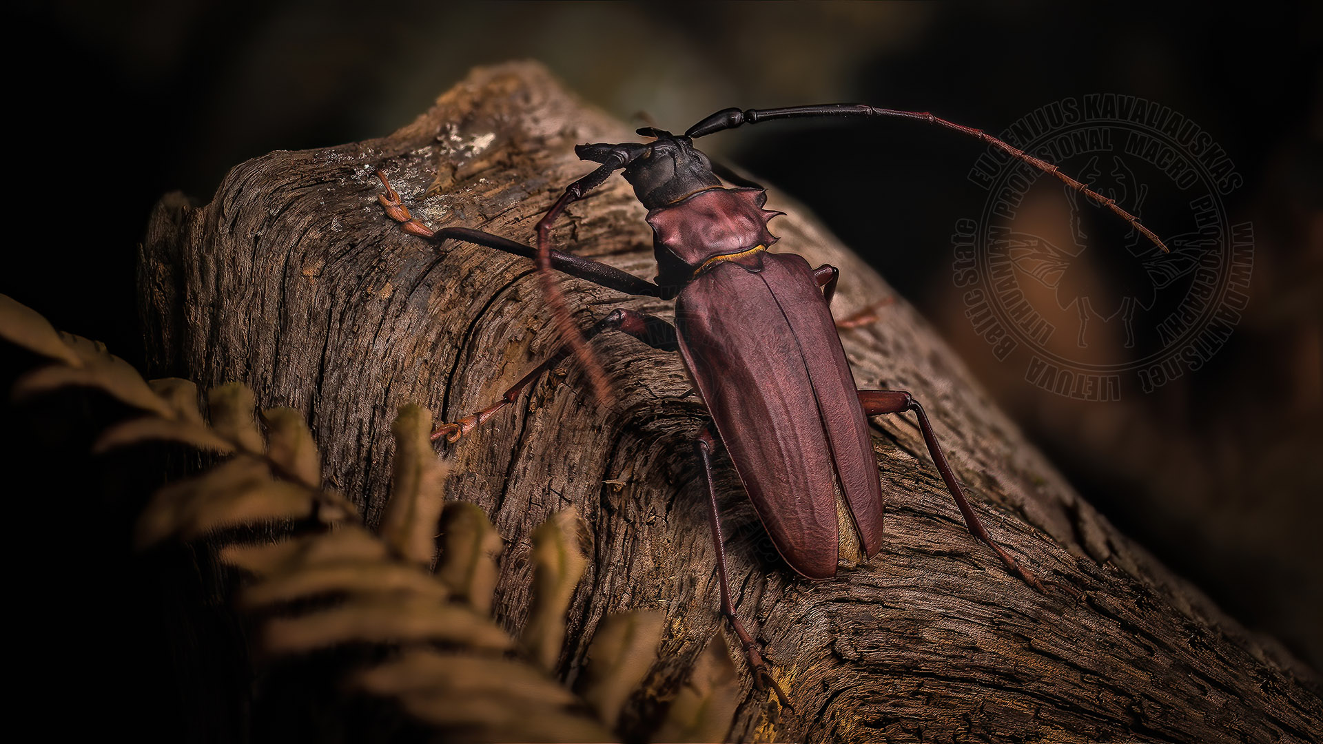 Dorystenes granulosus