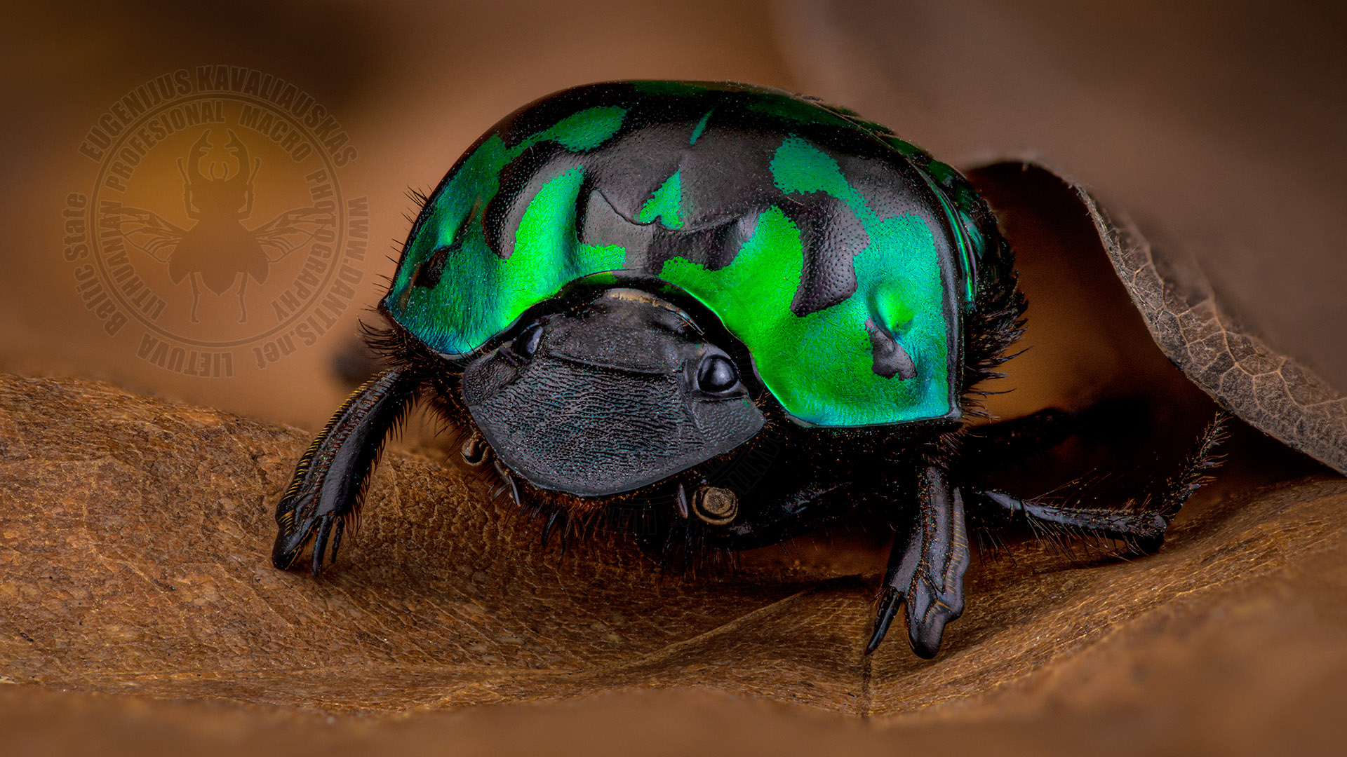 Oxysternon Conspicillatum