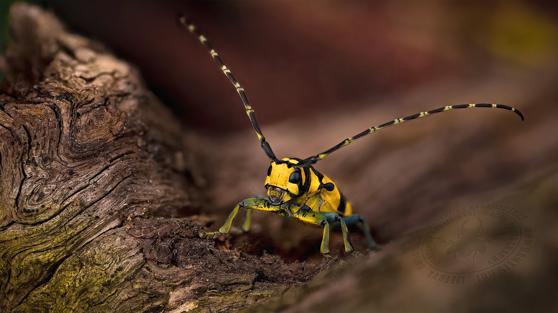 Tragocephala jucunda