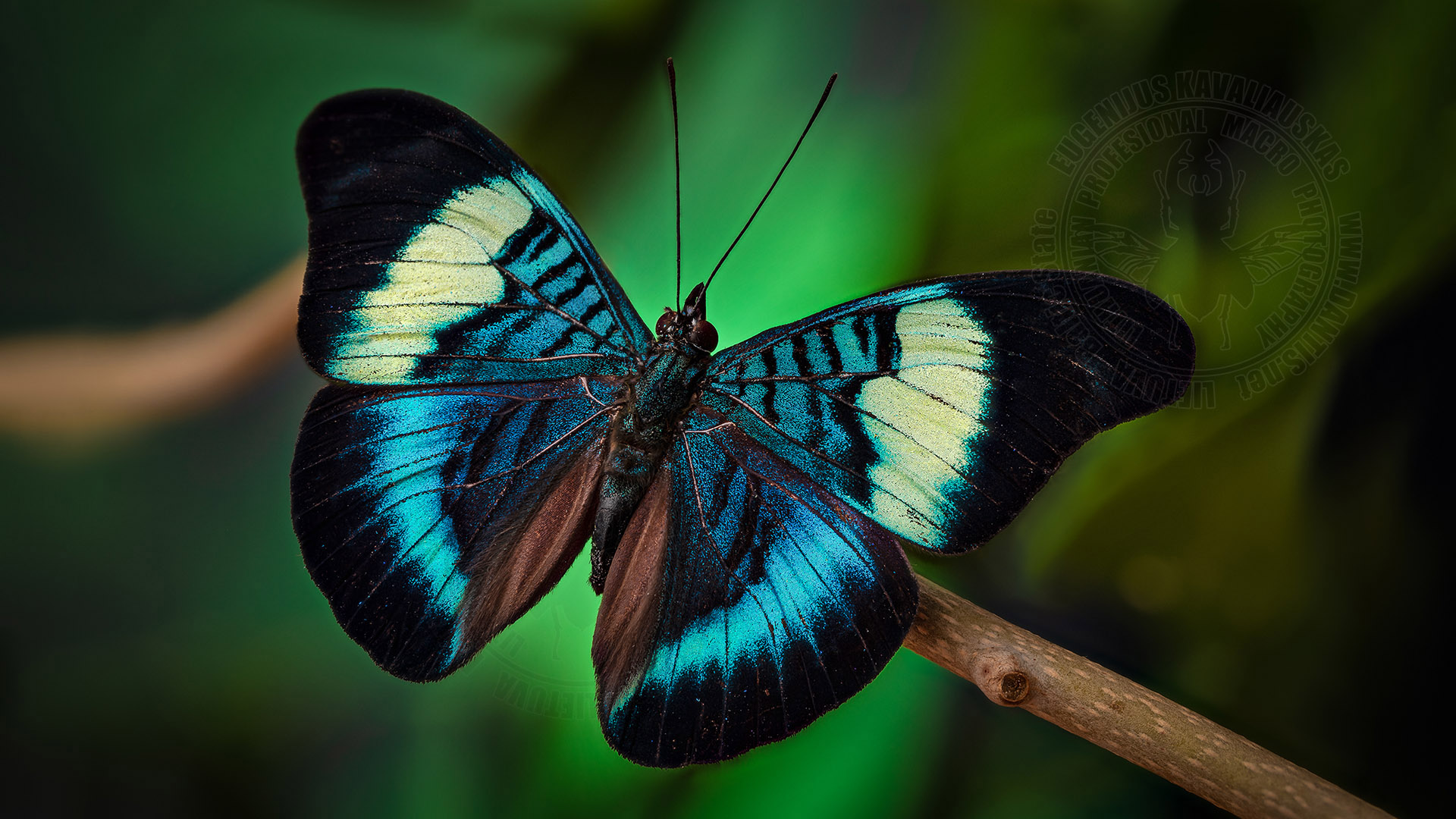 Panacea prola amazonica
