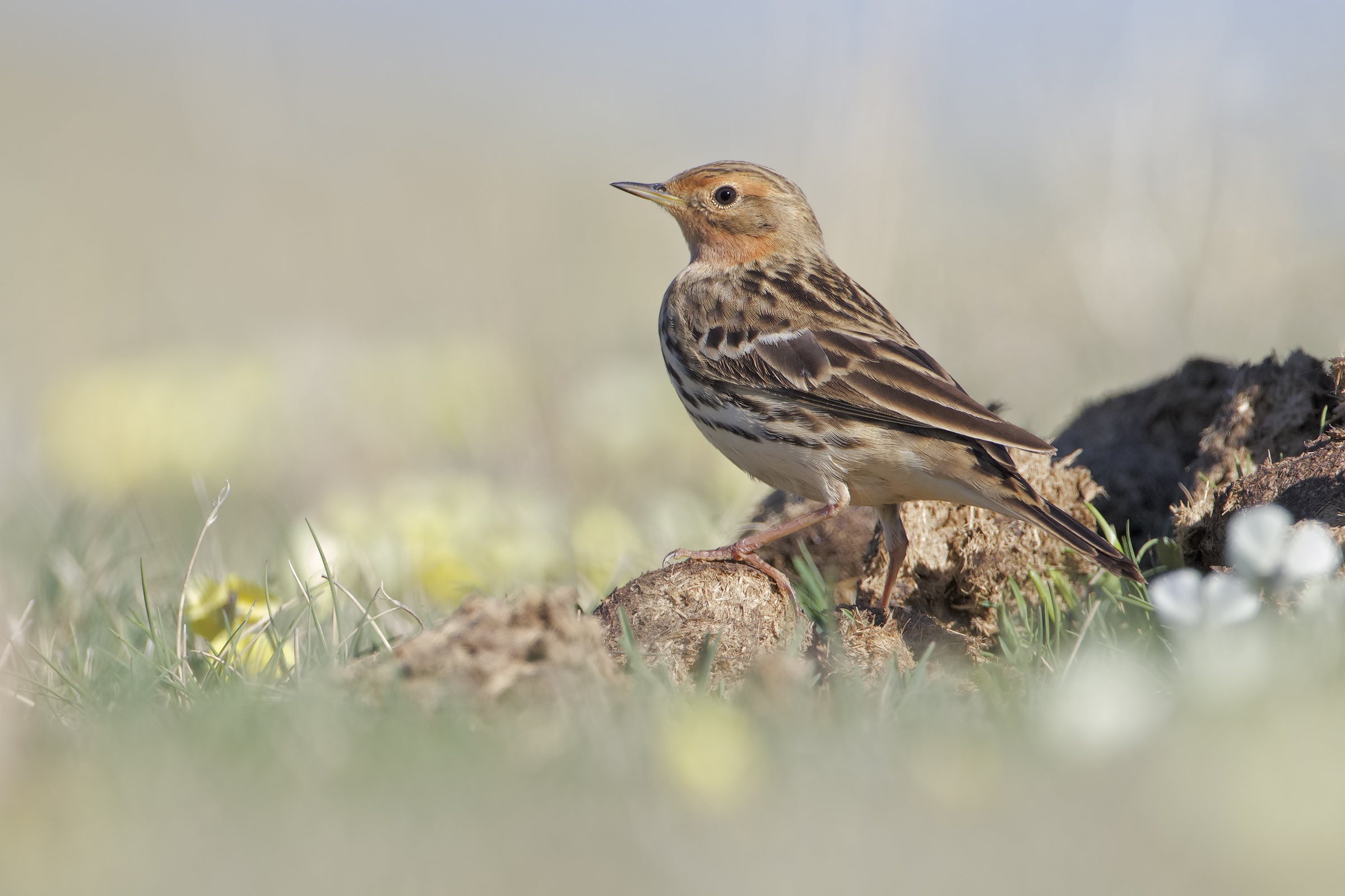 Red-throated Pispola