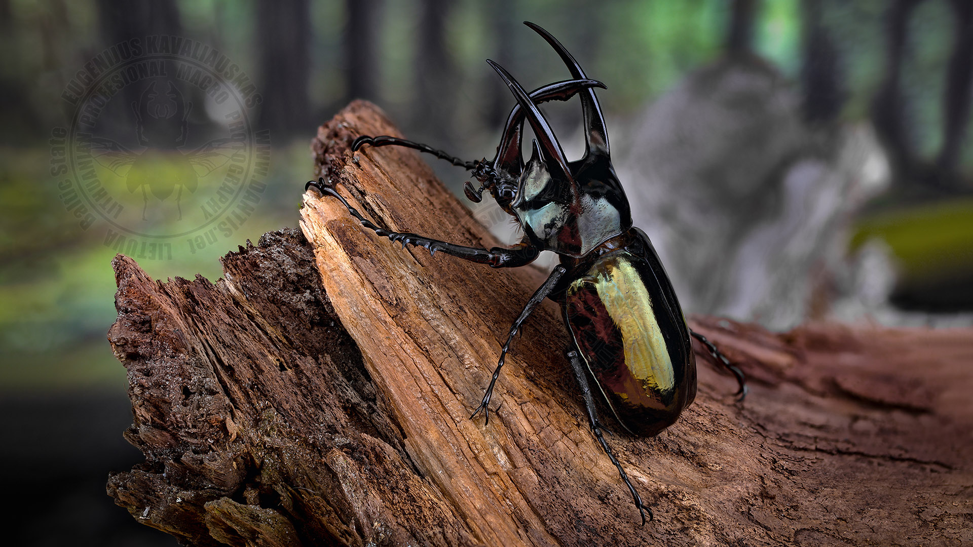 Chalcosoma