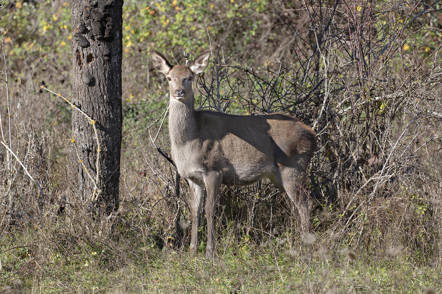 female deer