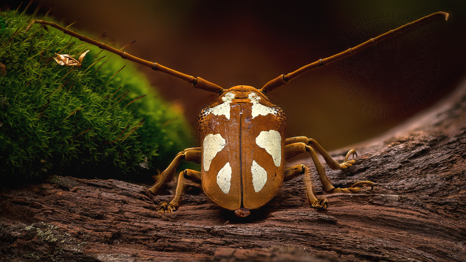 Lactator prosopocera