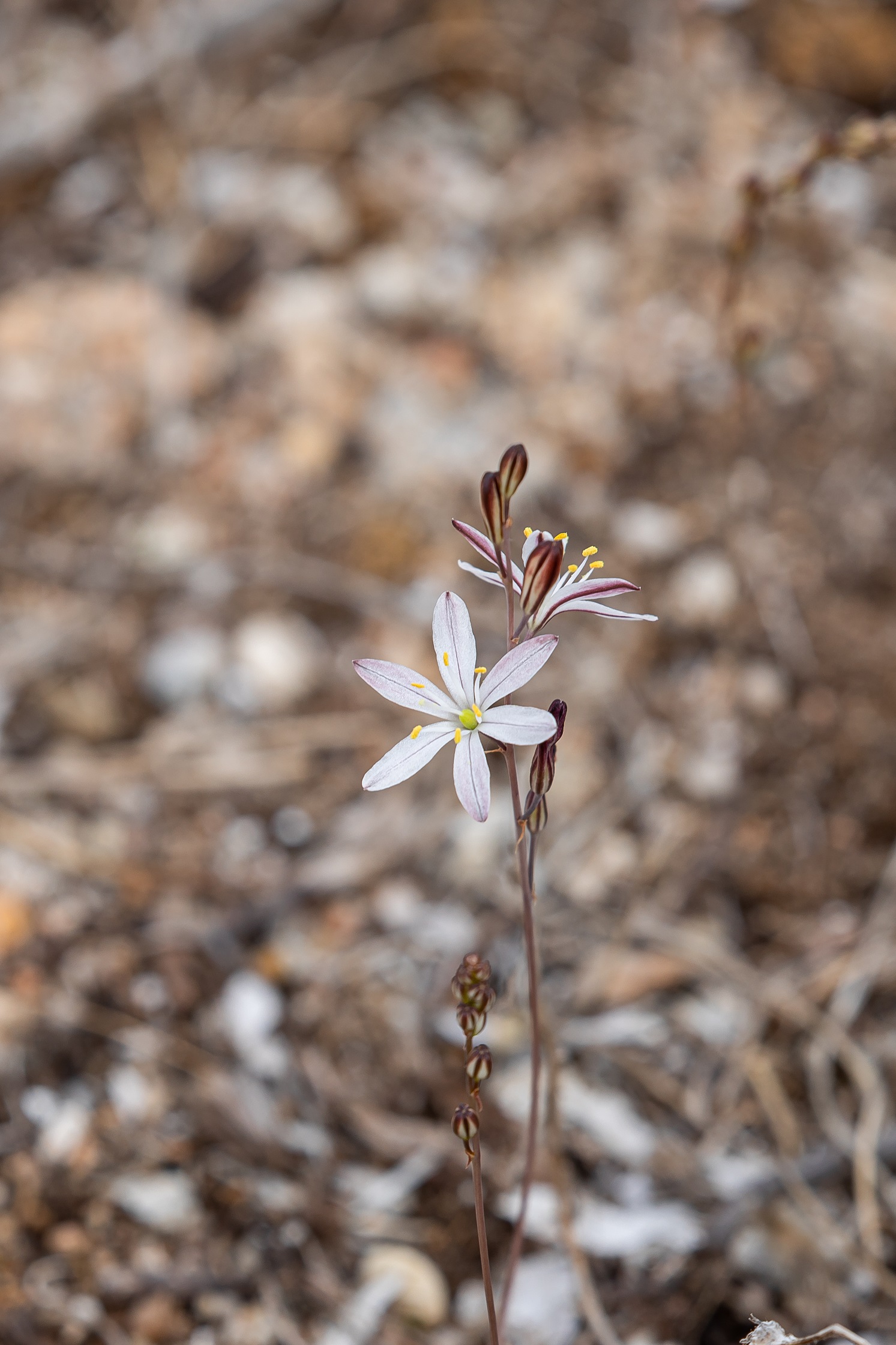 micro asfodelo selvatico su scoglio