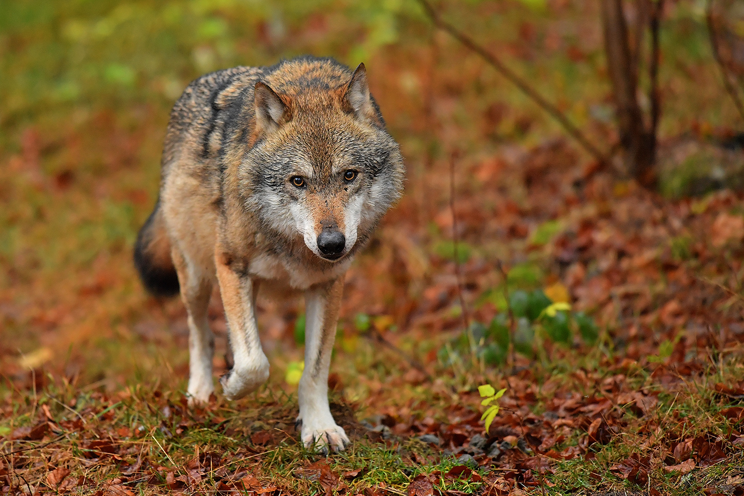 European wolf
