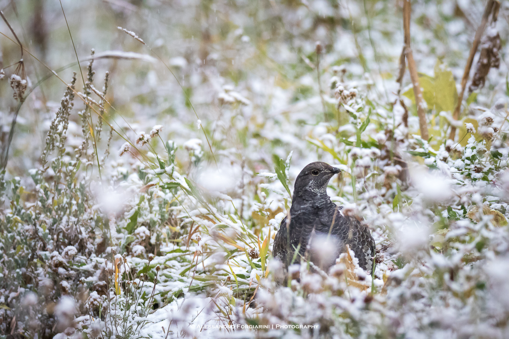 Dusky Grouse