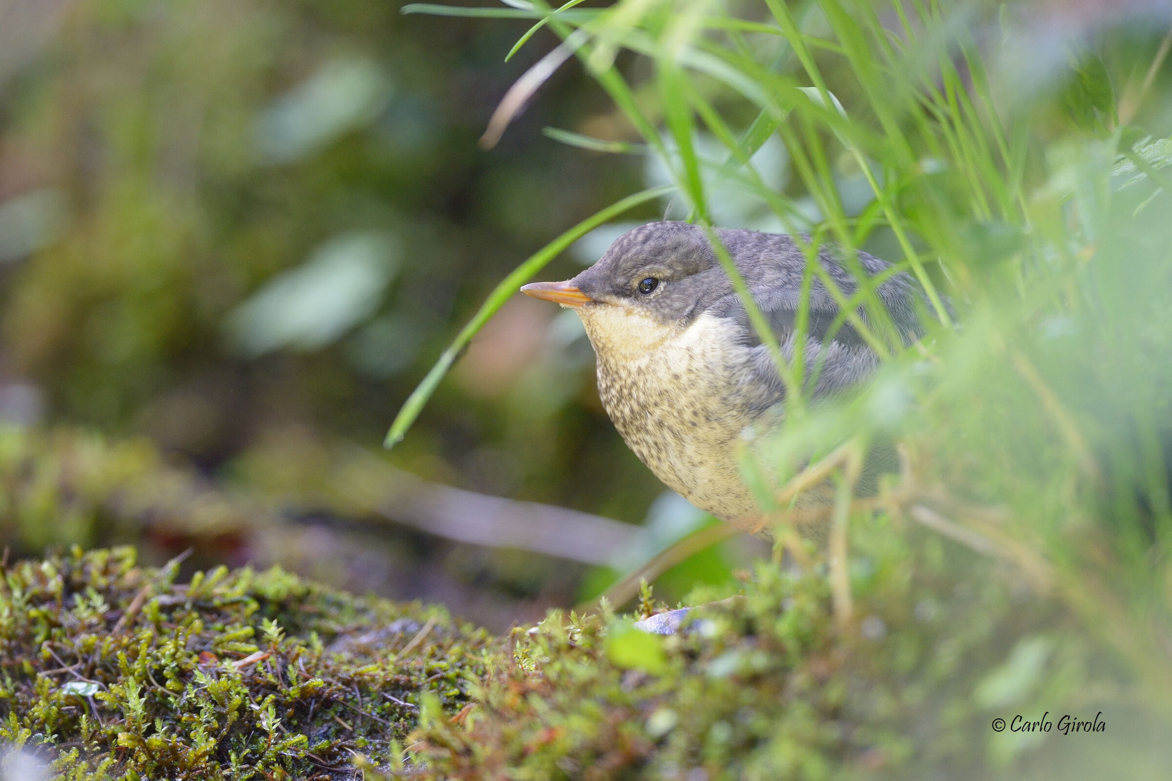 Merlo acquaiolo (Cinclus cinclus)