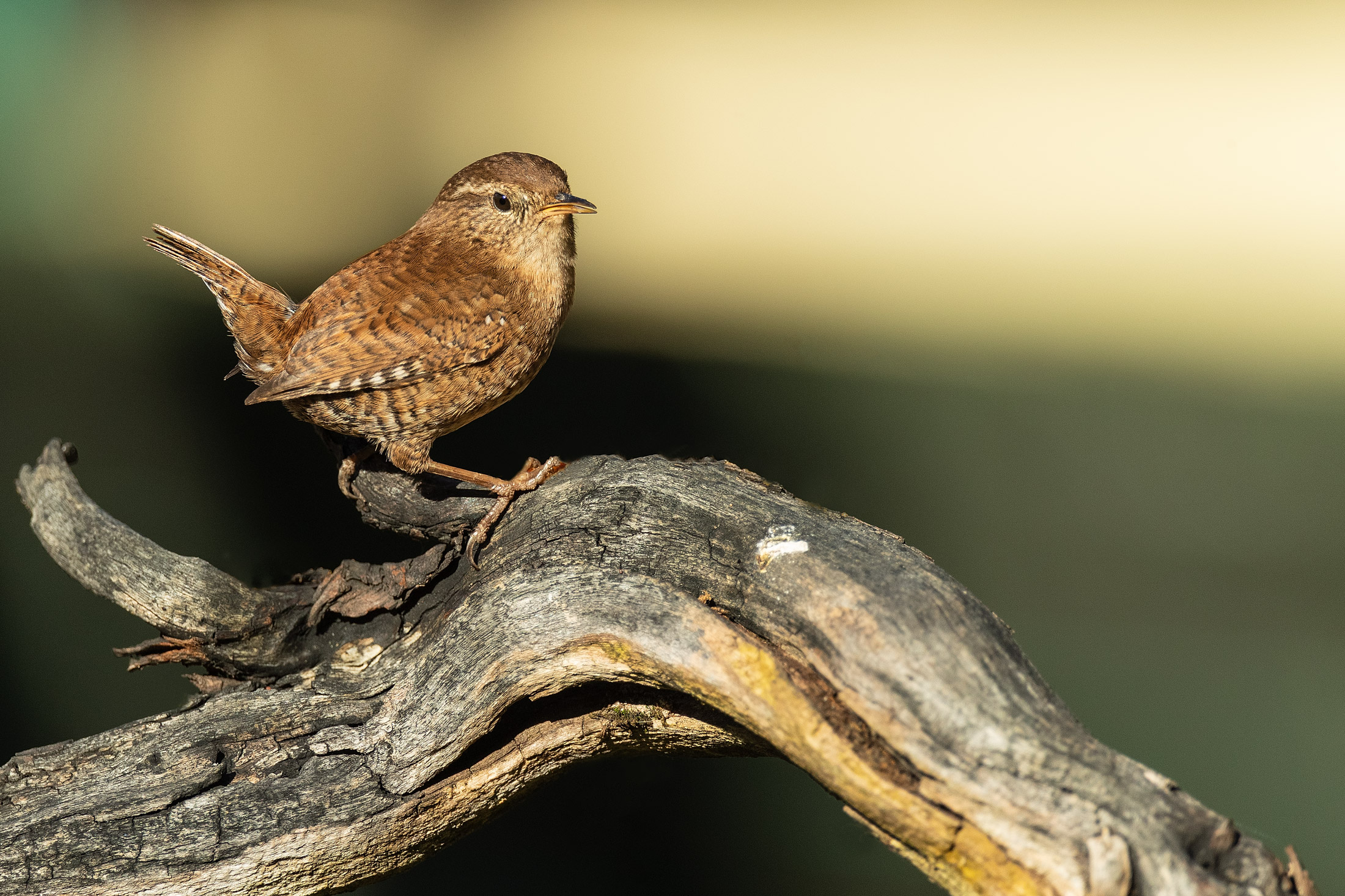 Wren